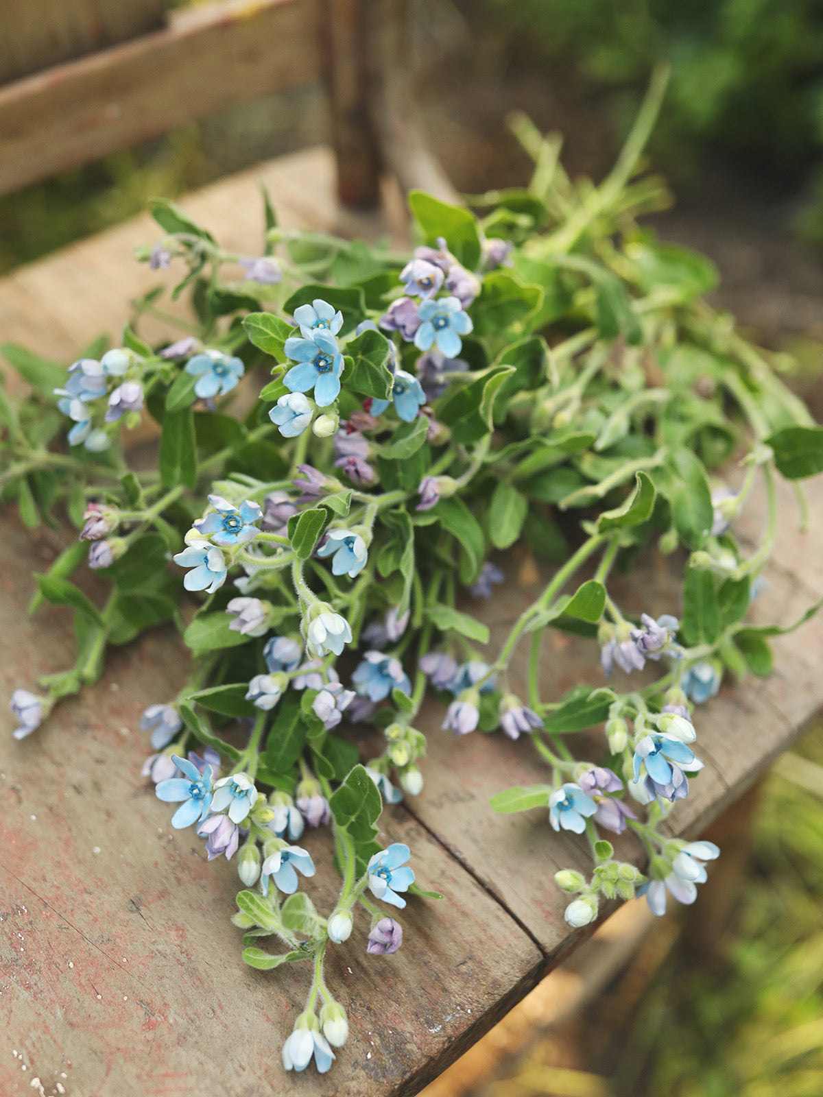 Tweedia ‘Heavenly Blue’