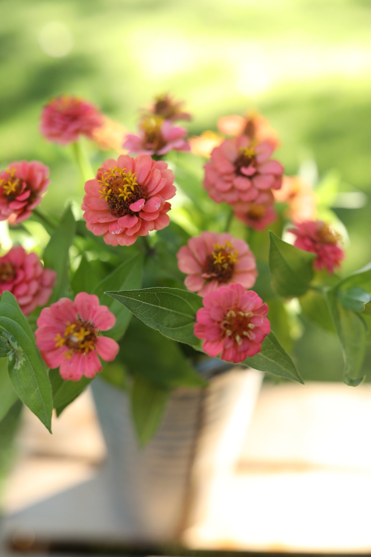 Zinnia Oklahoma Pink