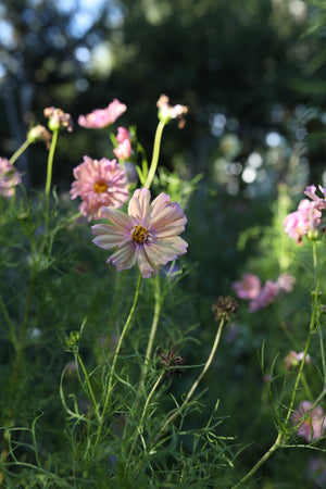 Apricotta Cosmos Seeds – Botanical Interests Apricotta Cosmos Seeds – Botanical Interests