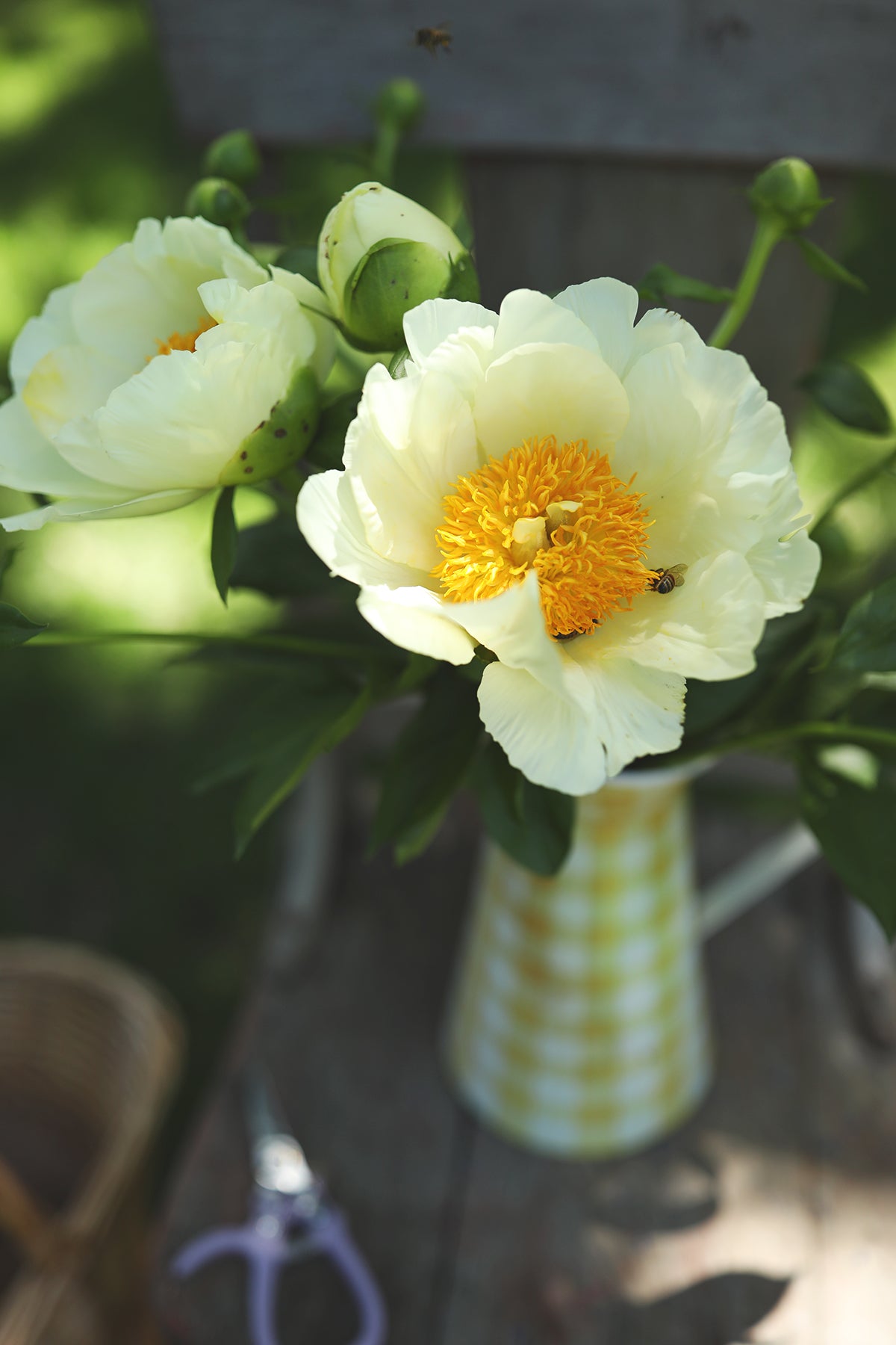 Peony Moonrise