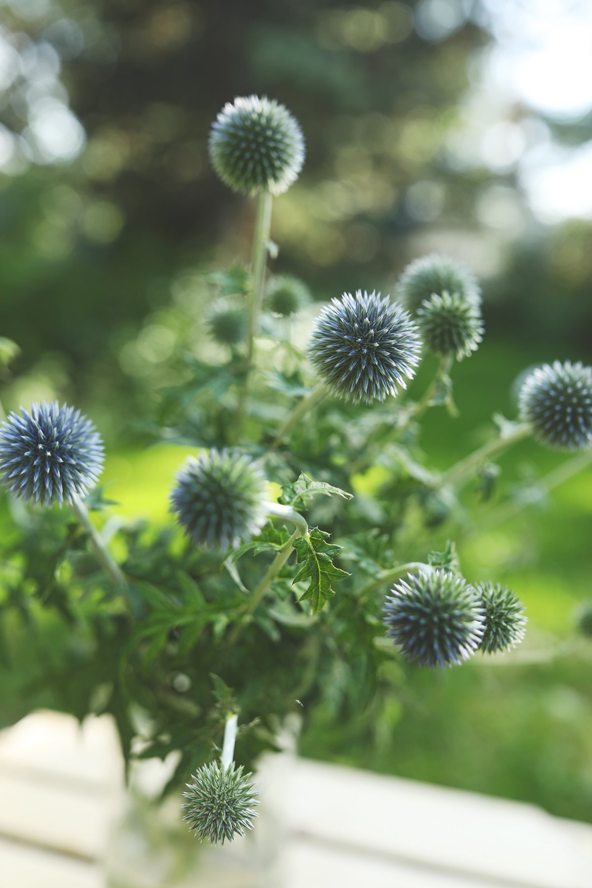 Echinops (Globe Thistle)