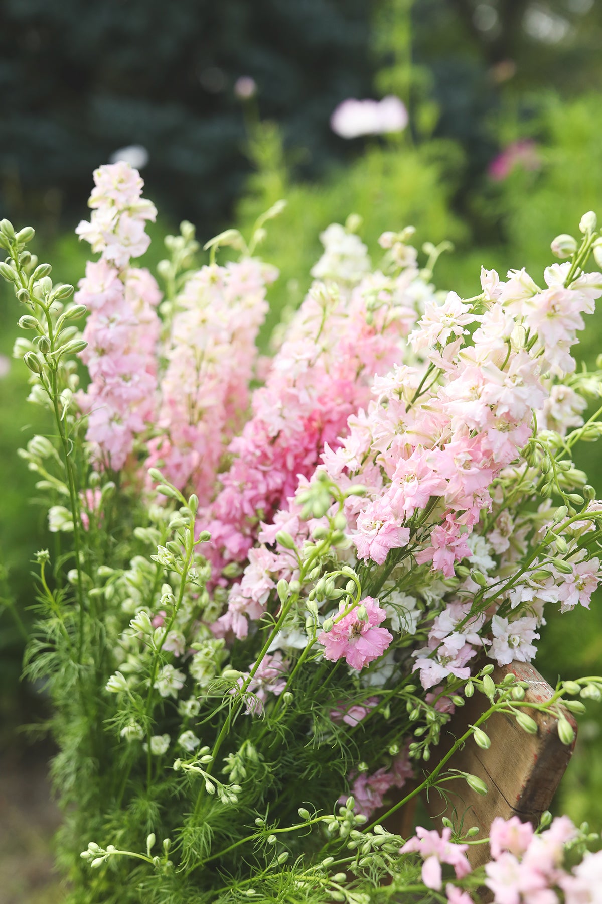 Larkspur Appleblossom Skies Mix