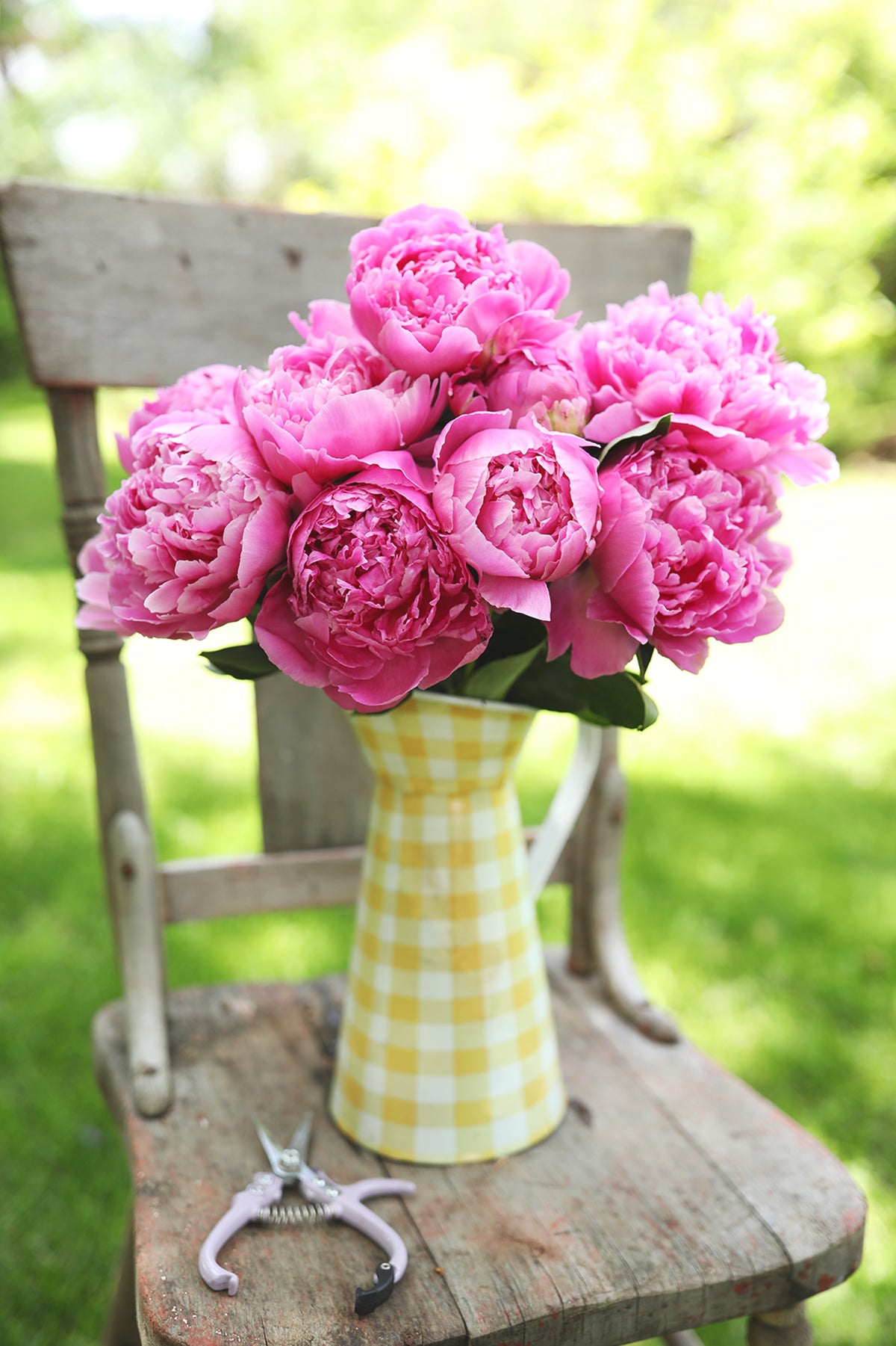 Peony Monsieur Jules Elie