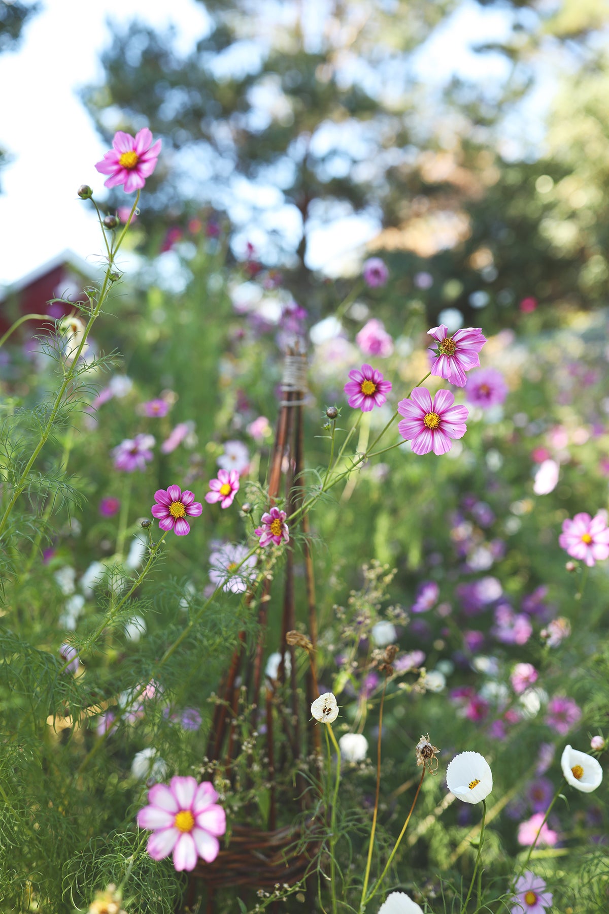 Cosmos WPF Cottage Garden Mix