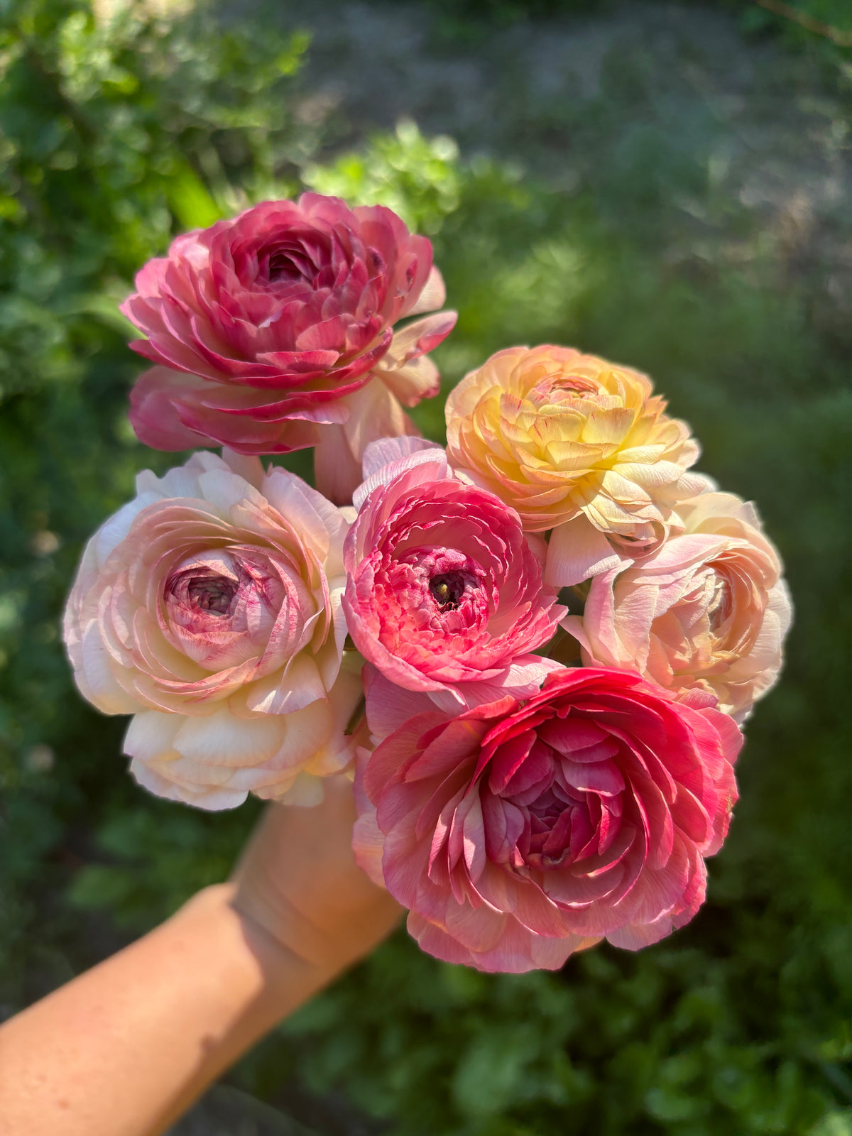 Ranunculus Pink Picotee