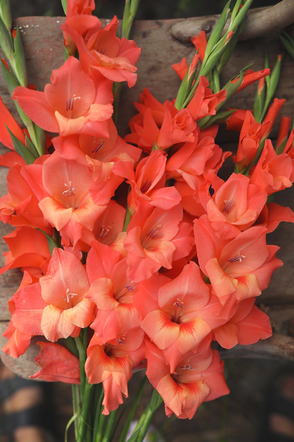 Gladiolus Peter Pears