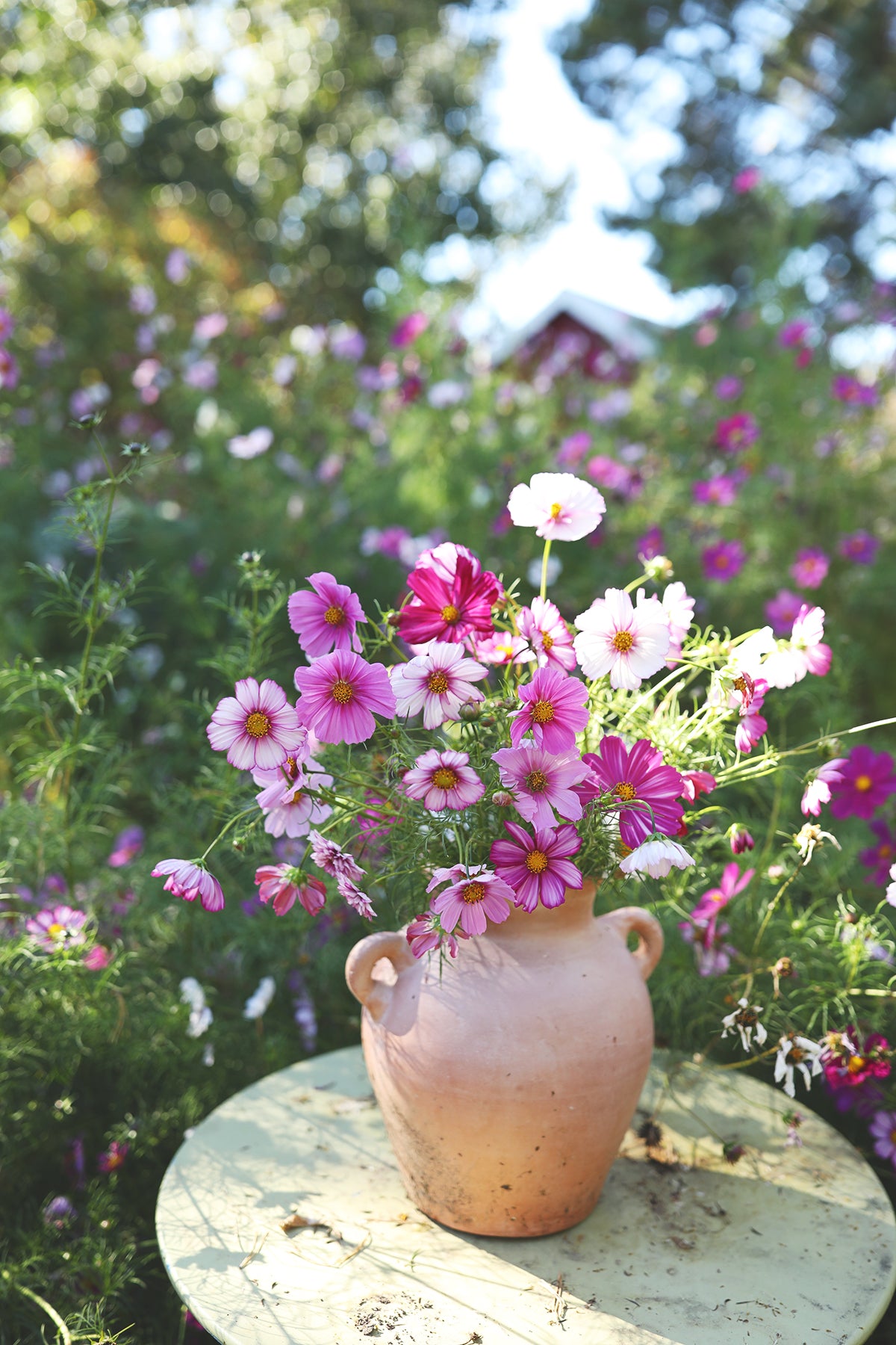 Cosmos WPF Cottage Garden Mix