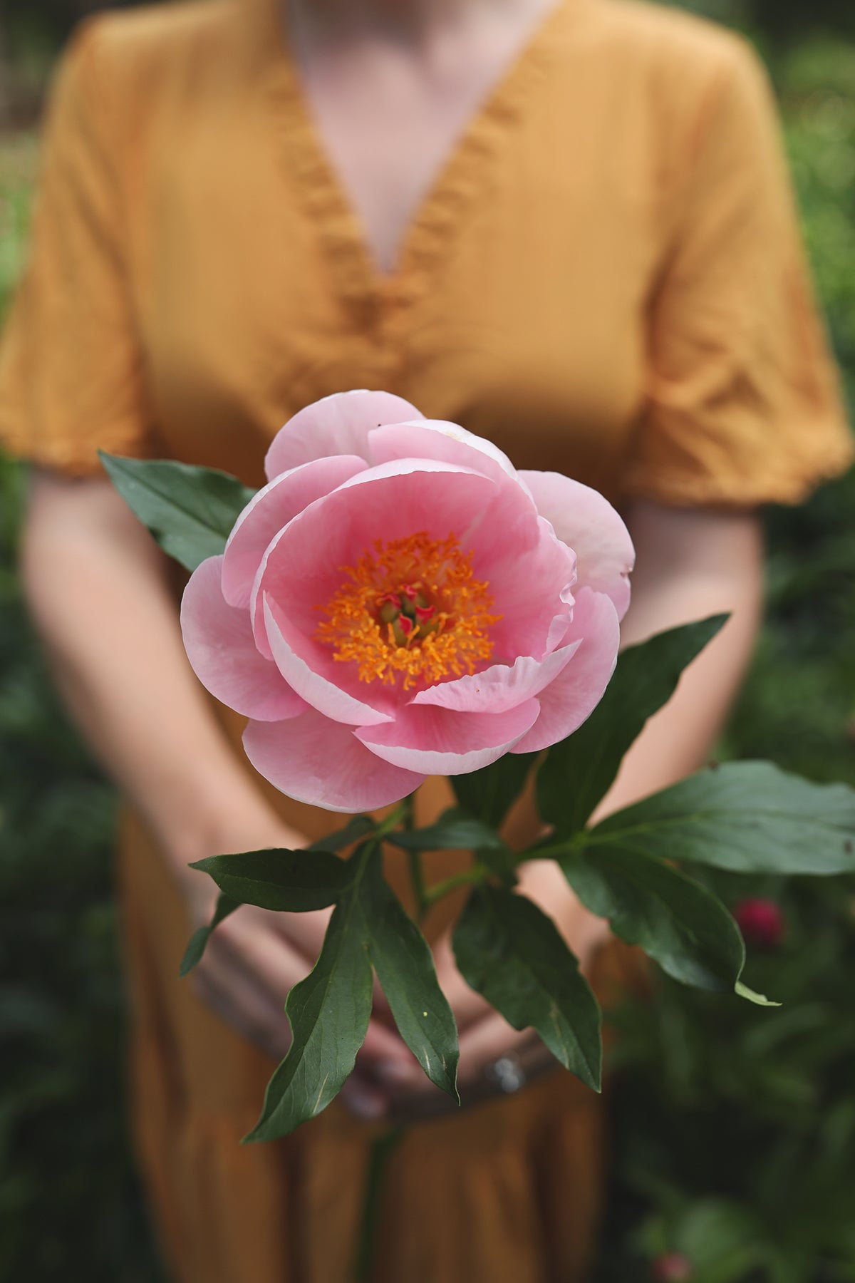 Peony Soft Salmon Saucer
