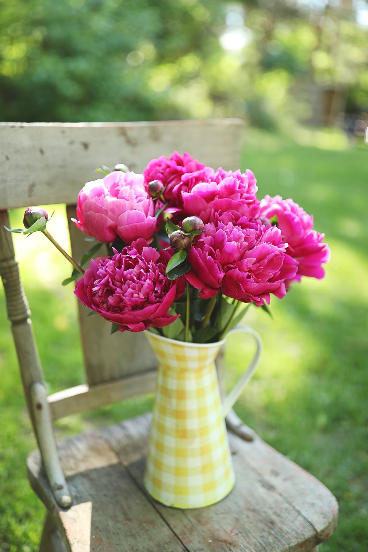 Peony Kansas