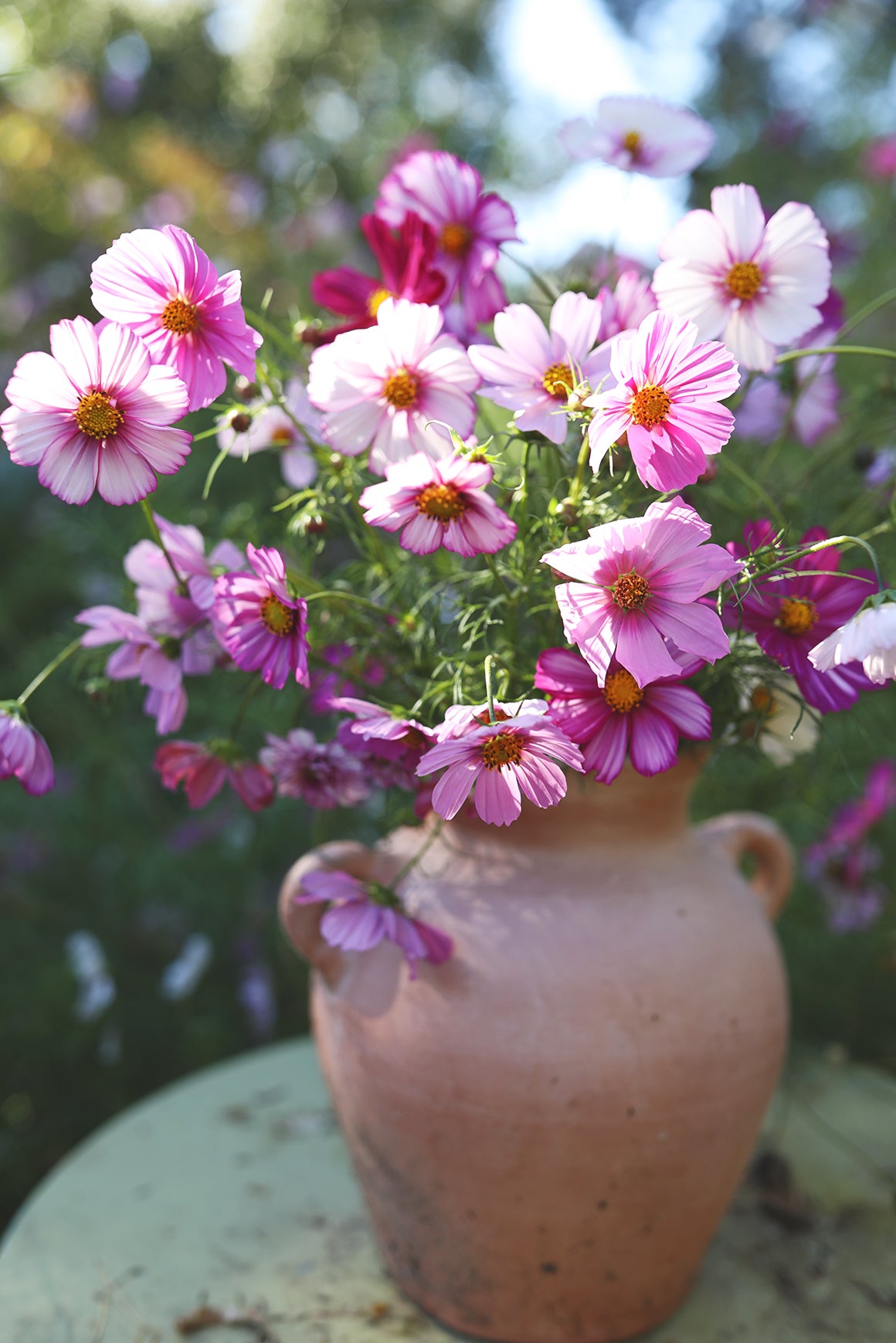 Cosmos WPF Cottage Garden Mix
