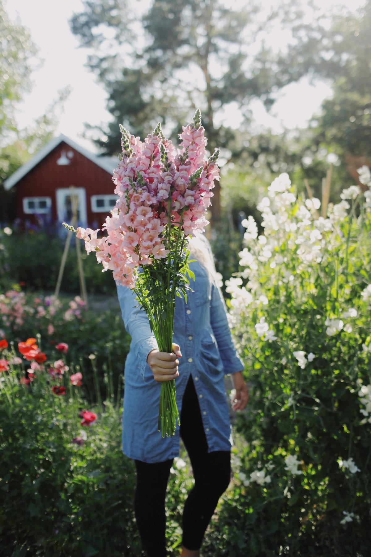 Snapdragon Potomac Lavender