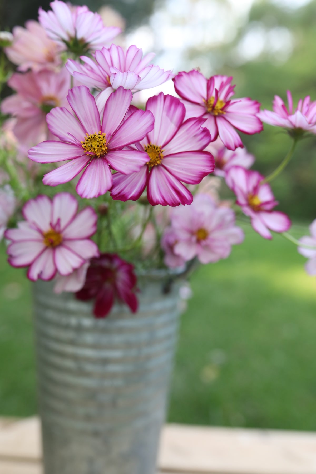 Cosmos Fizzy Rose Picotee