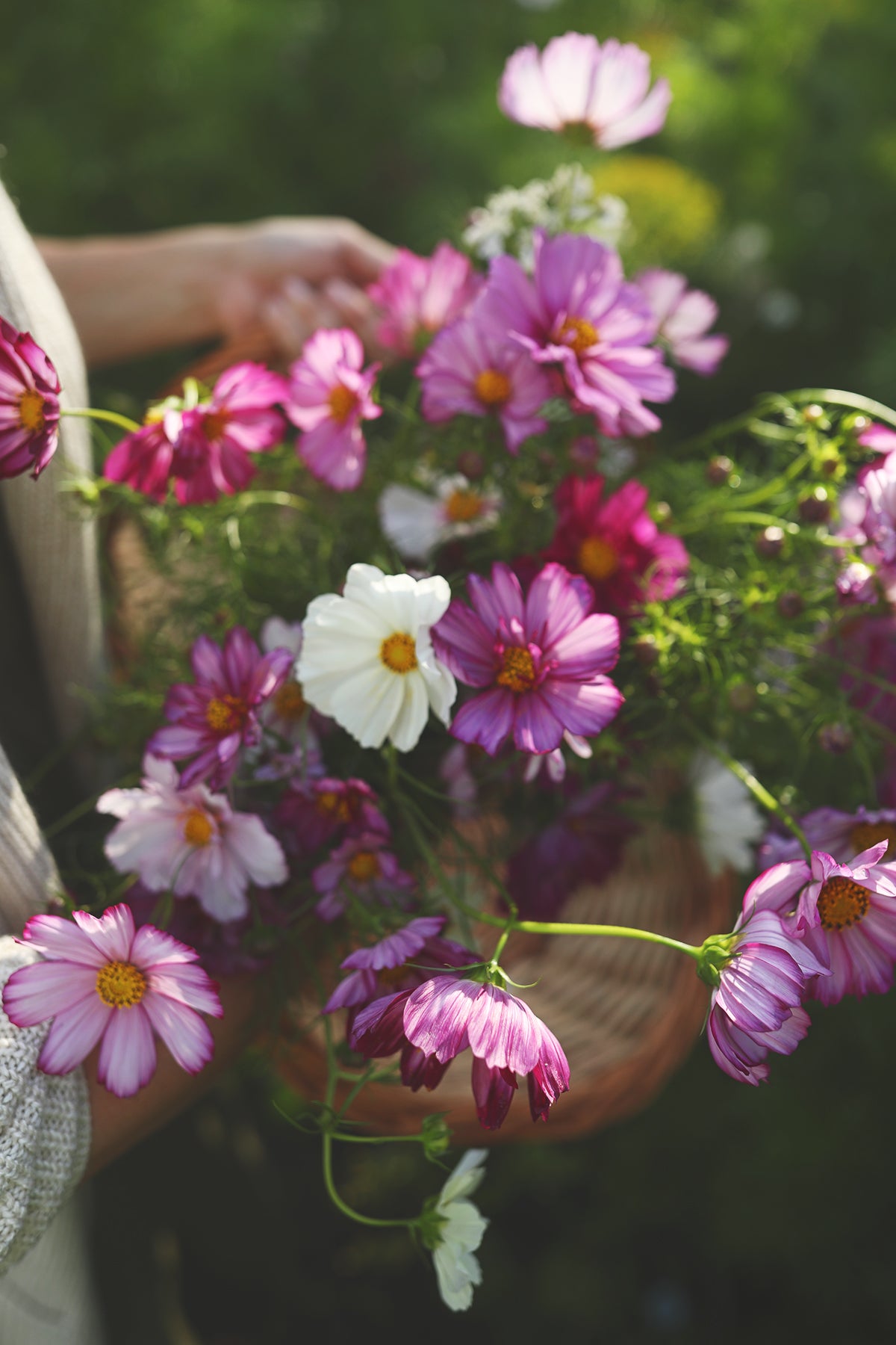 Cosmos Fizzy Rose Picotee
