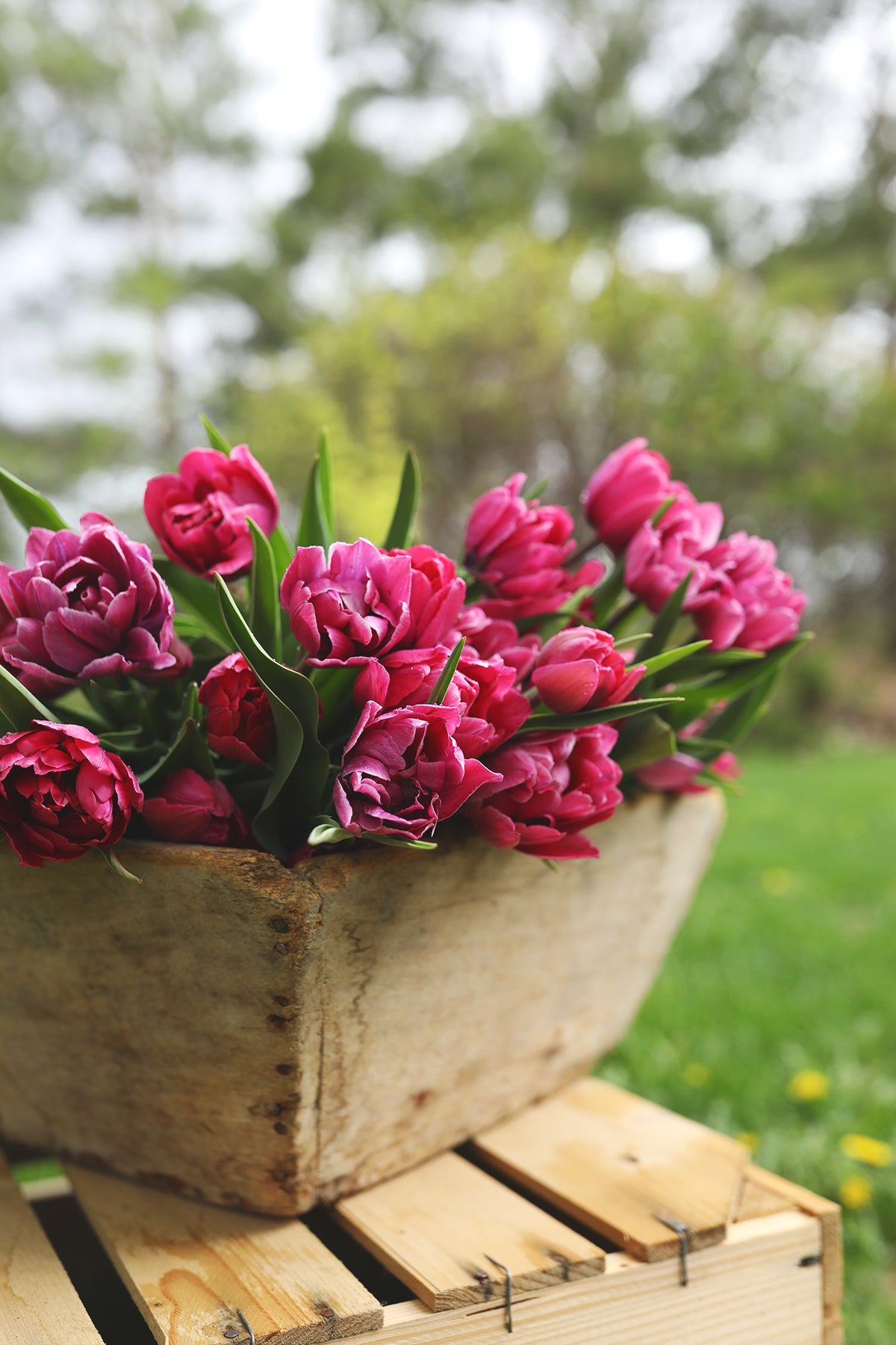 Order flower bulbs, corms and seeds form Canadian flower farmer Dawn Cosgrove