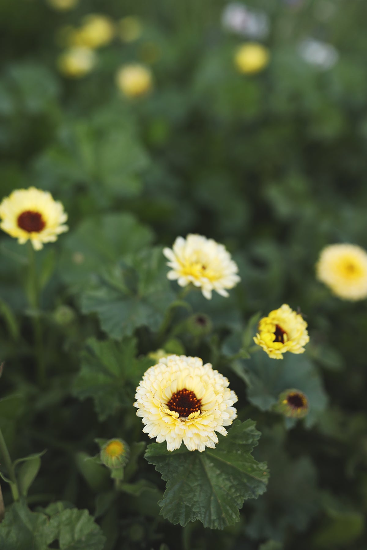 Calendula Ivory Princess
