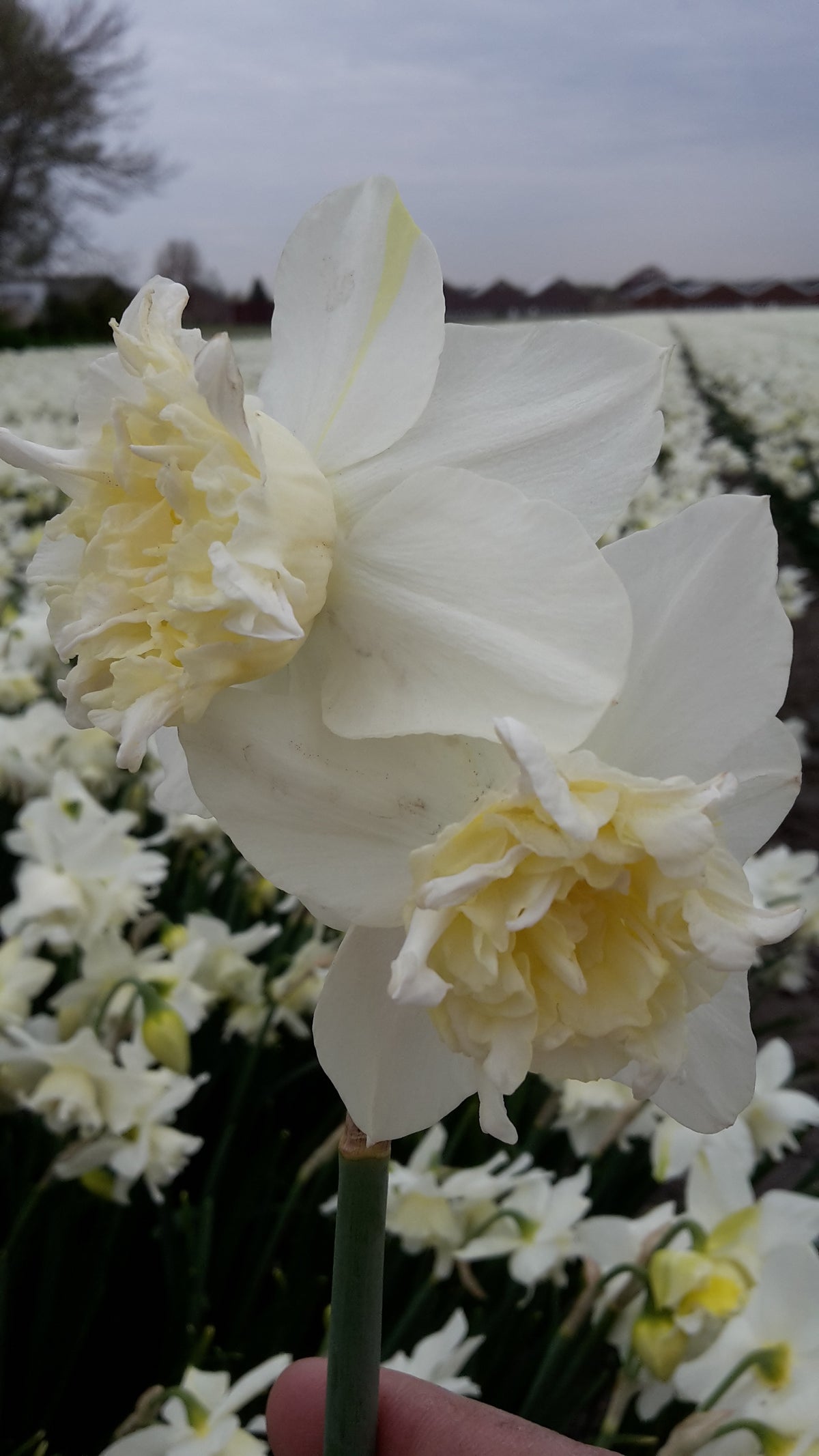 Narcissus White Marvel