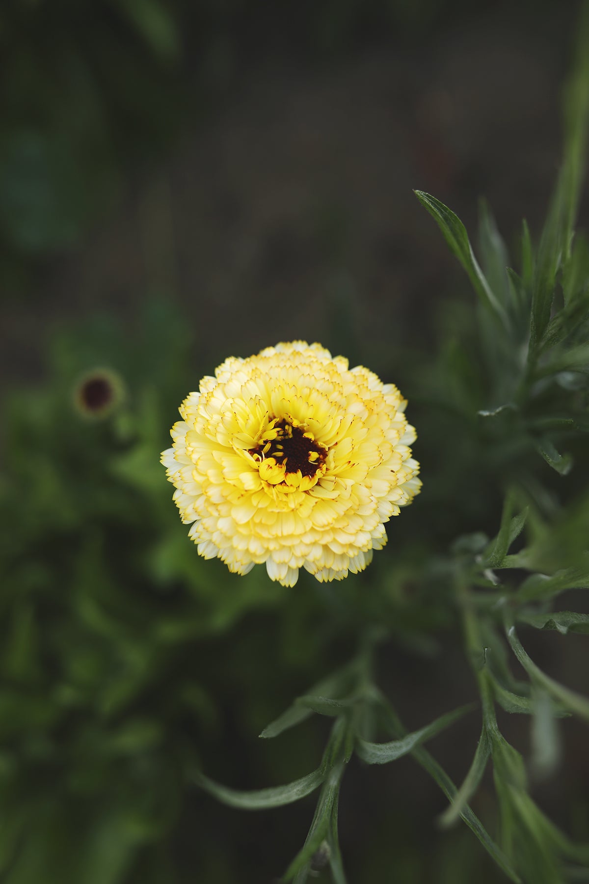 Calendula Ivory Princess
