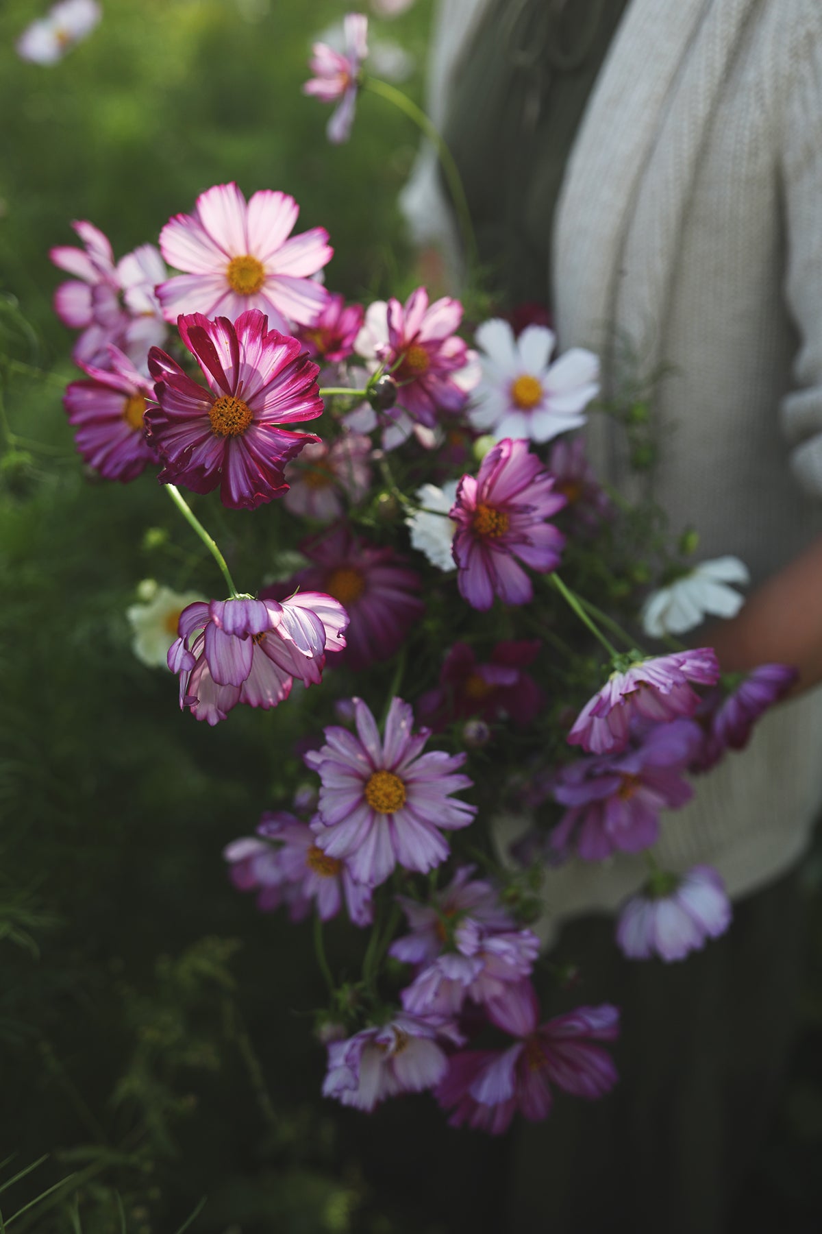 Cosmos Fizzy Rose Picotee