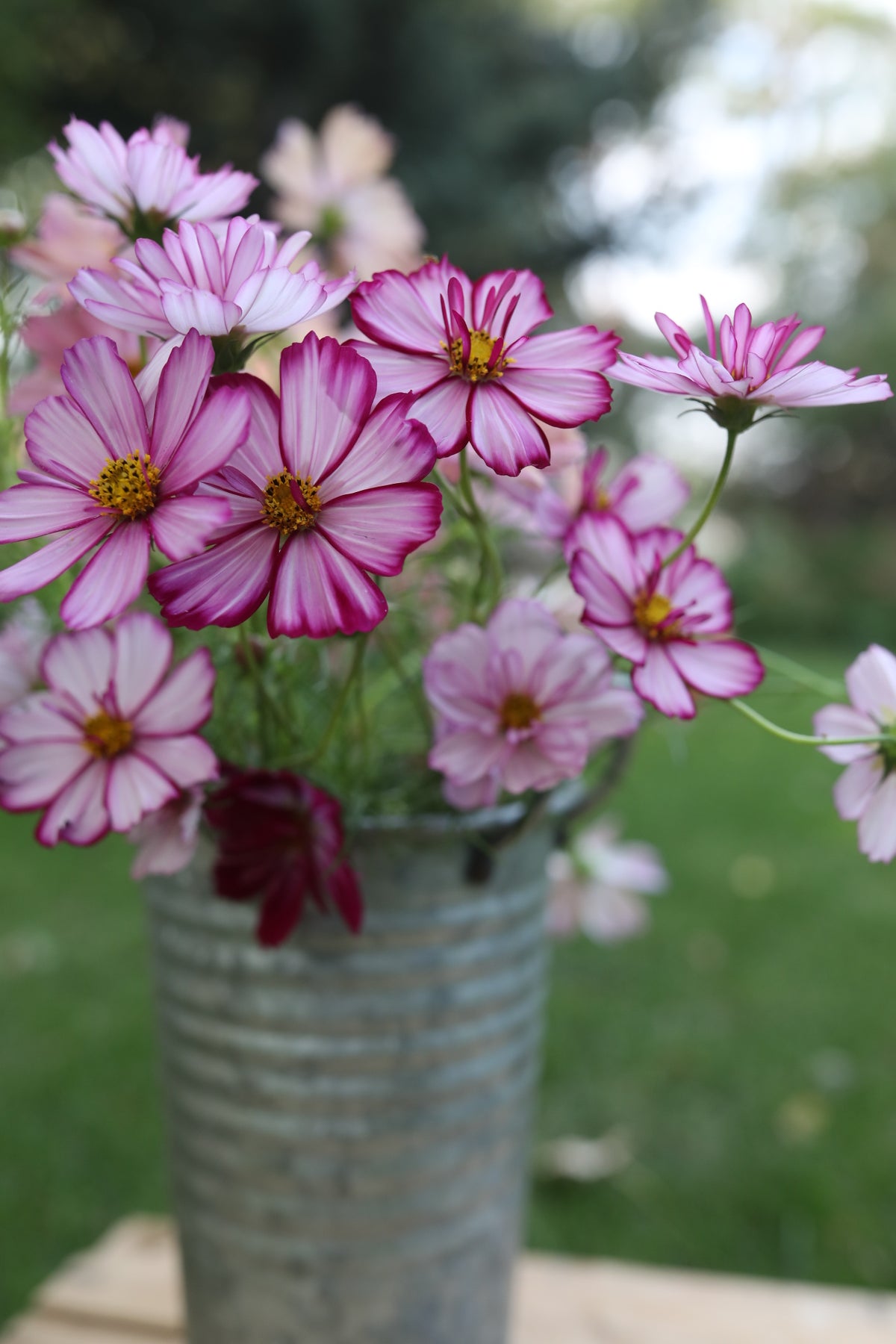 Cosmos Fizzy Rose Picotee