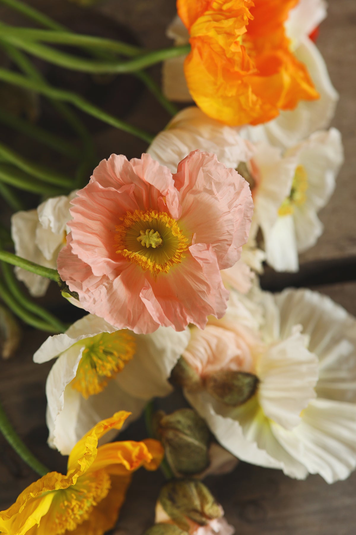 Iceland Poppies Pastel Meadows