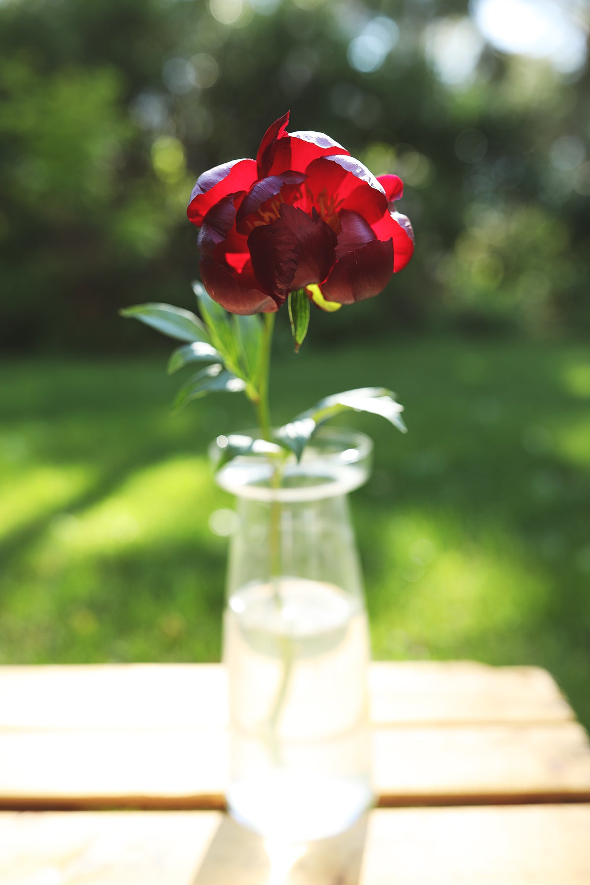 Peony Buckeye Belle