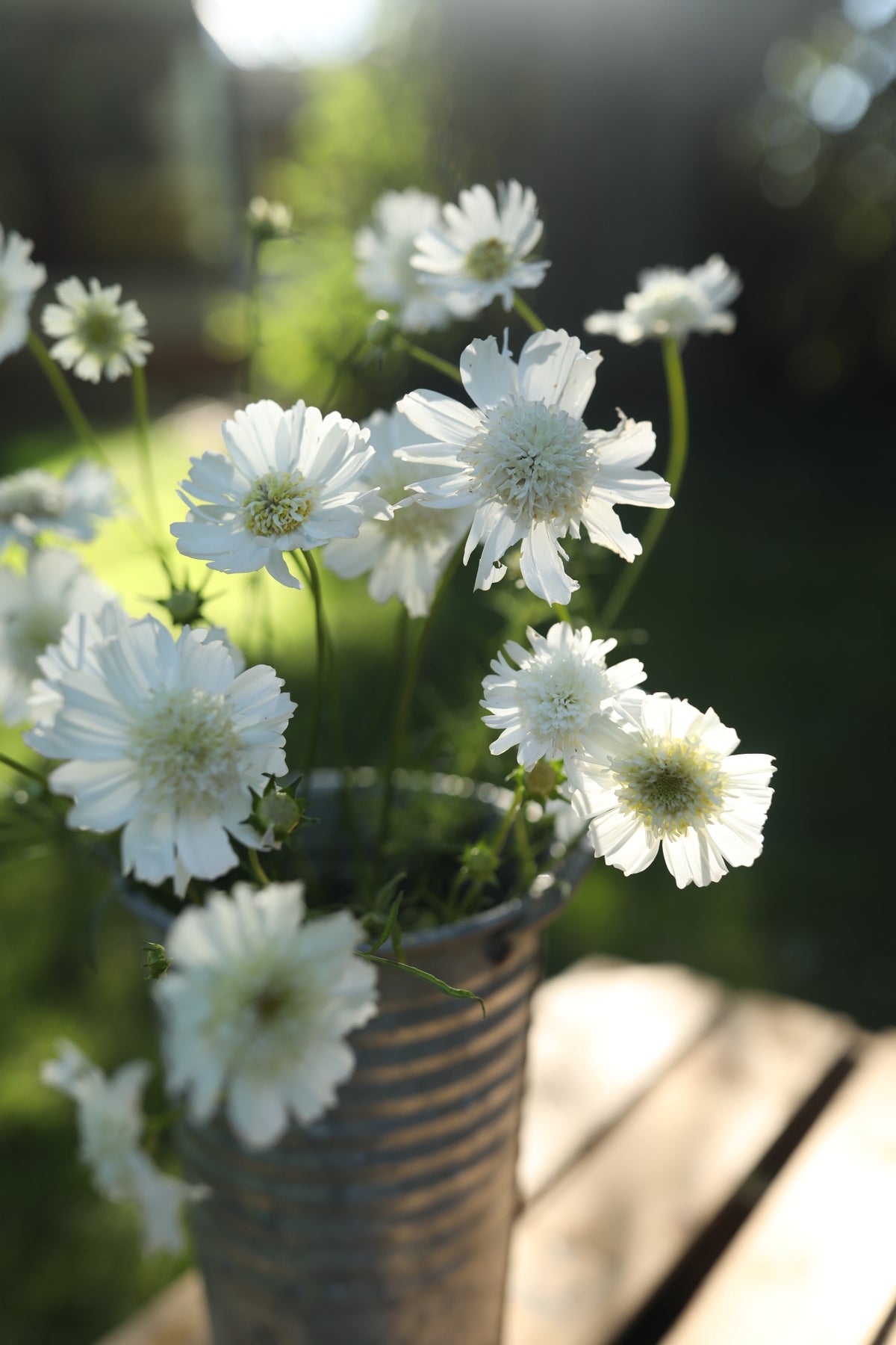 Cosmos White Popsocks