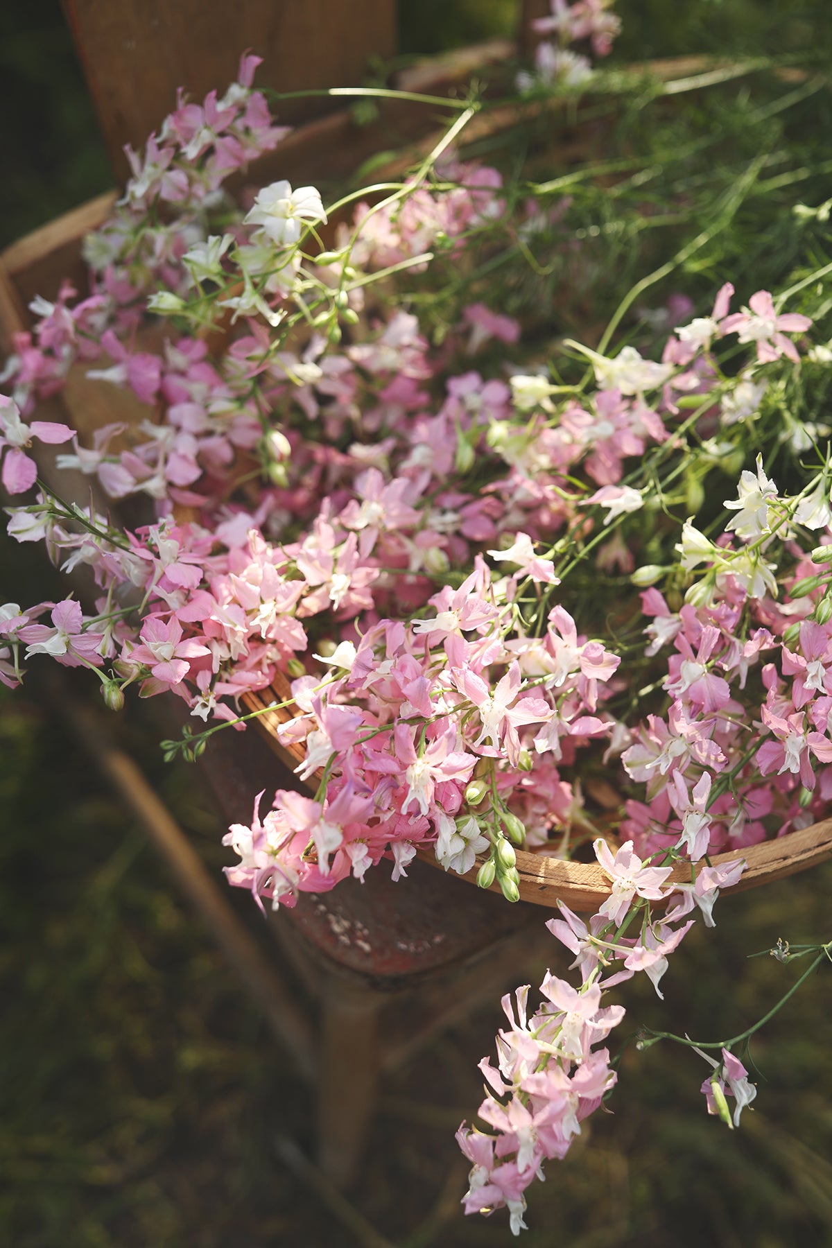 Larkspur Fancy Pink with White Bee
