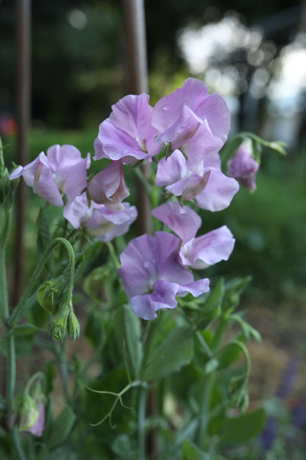 Sweet Pea Kings Coronation