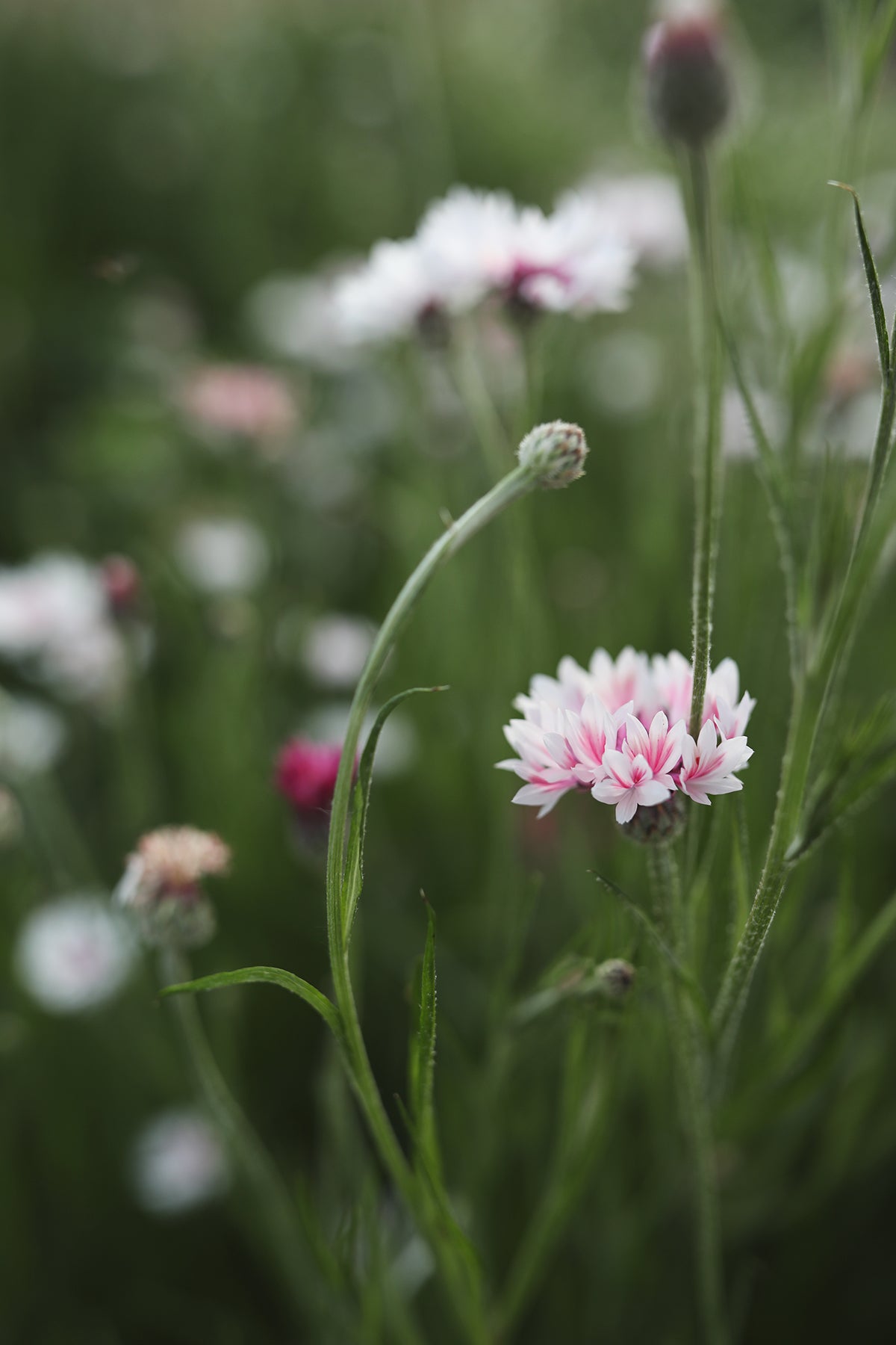 Bachelor's Buttons Classic Romantic