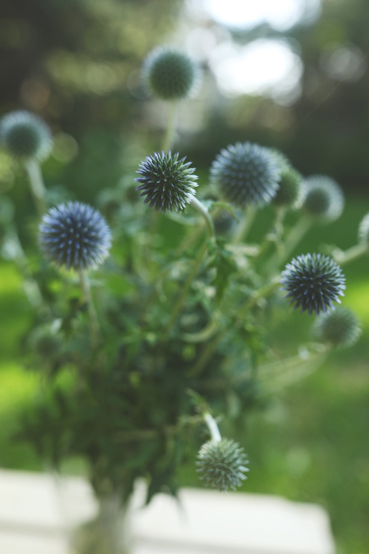Echinops (Globe Thistle)