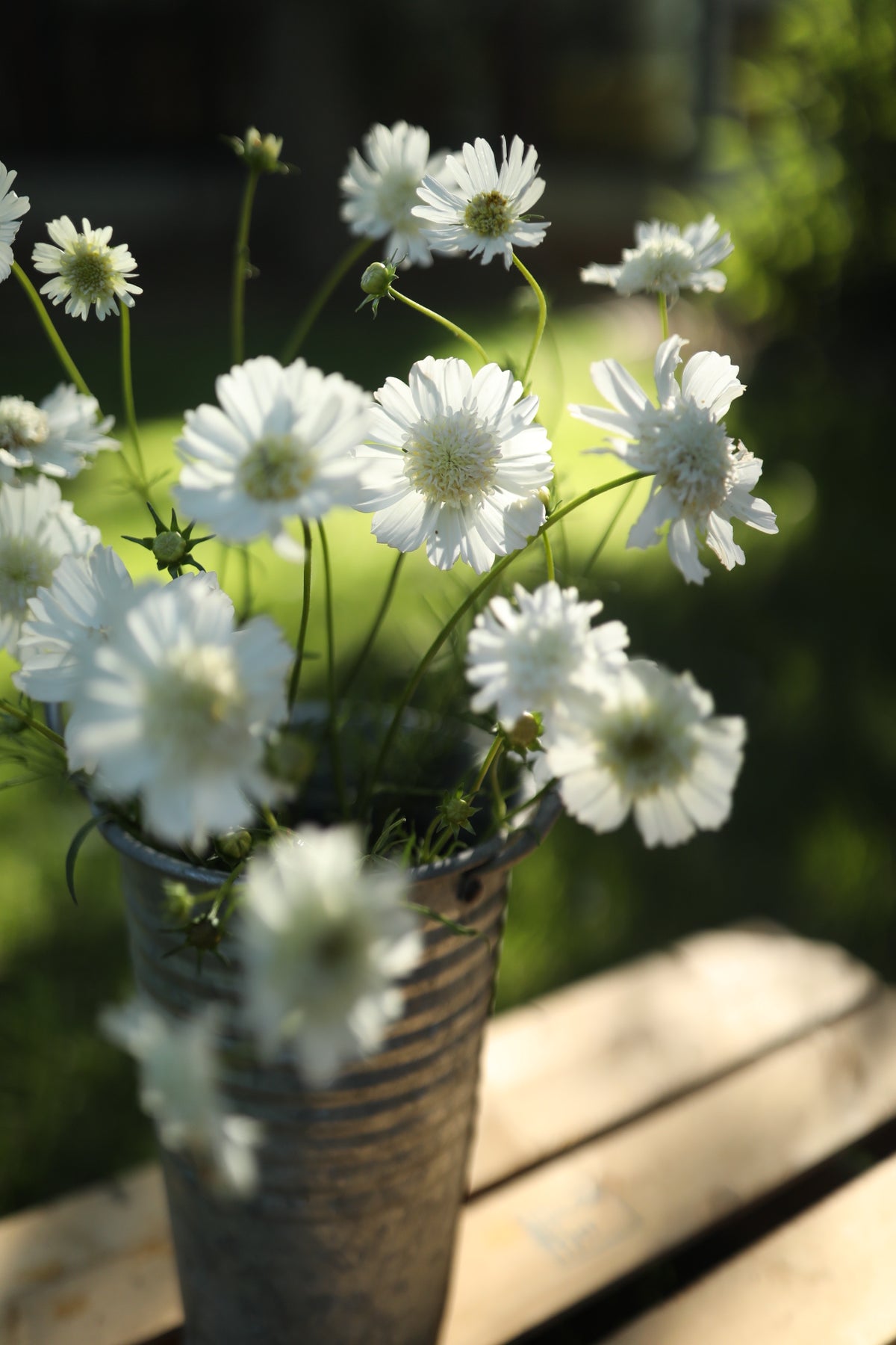 Cosmos White Popsocks