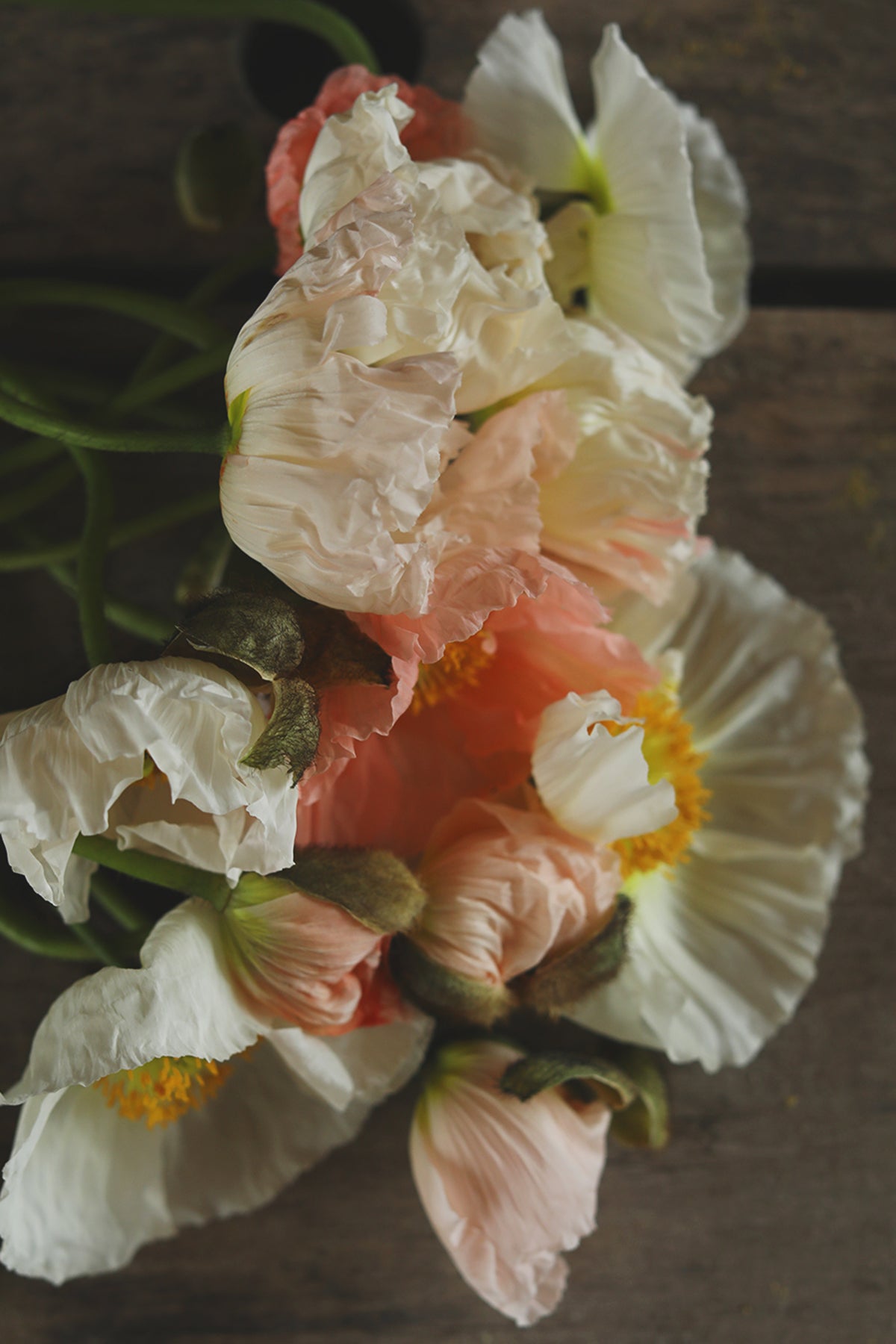 Iceland Poppies Pastel Meadows