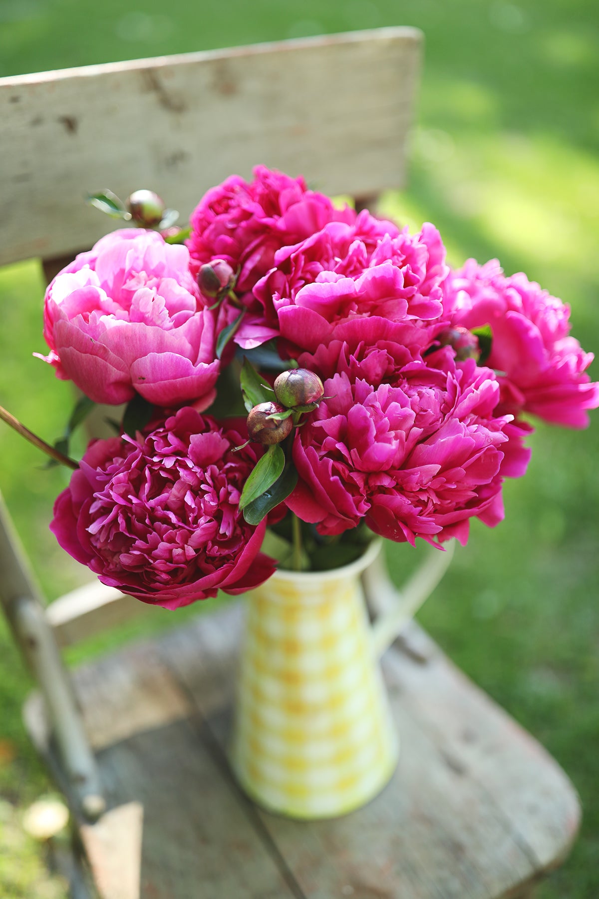 Peony Kansas