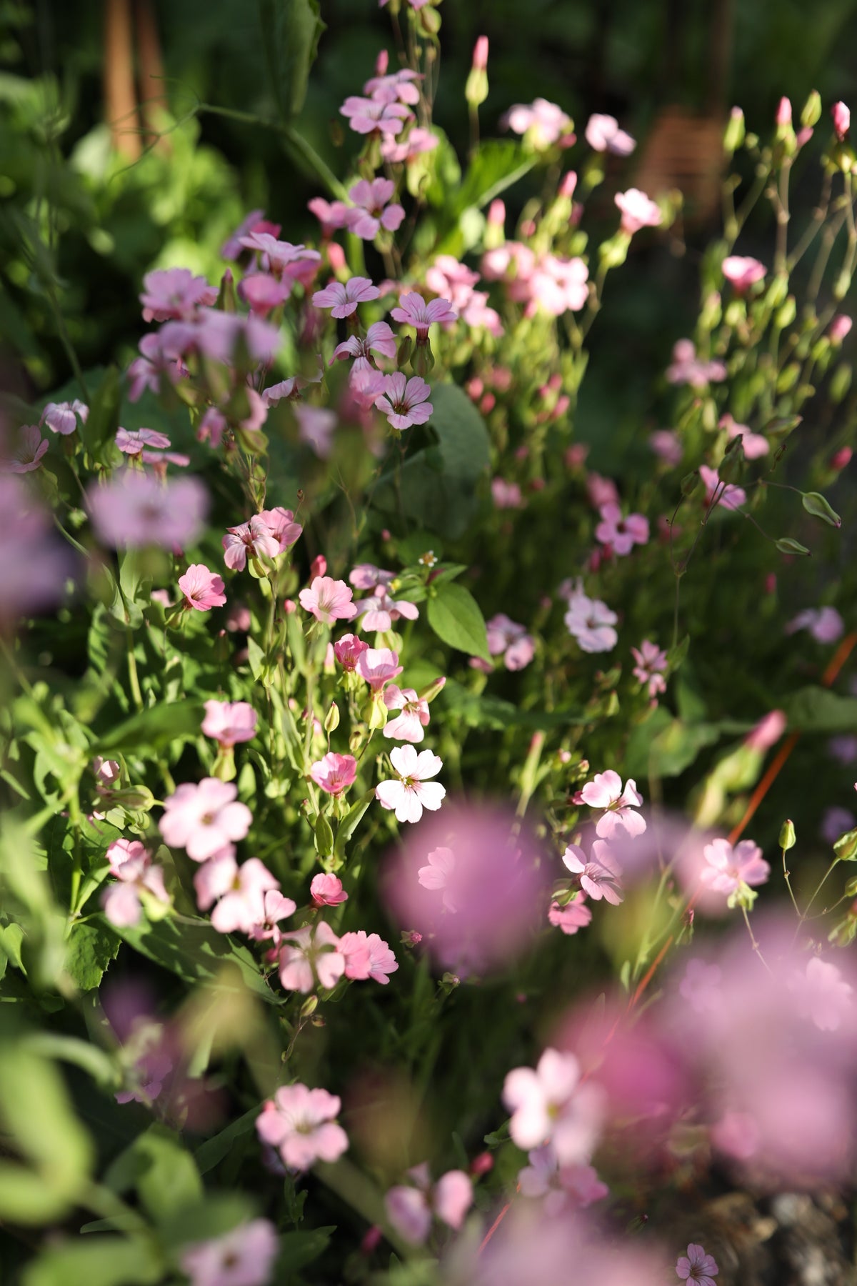 Saponaria Pink Beauty