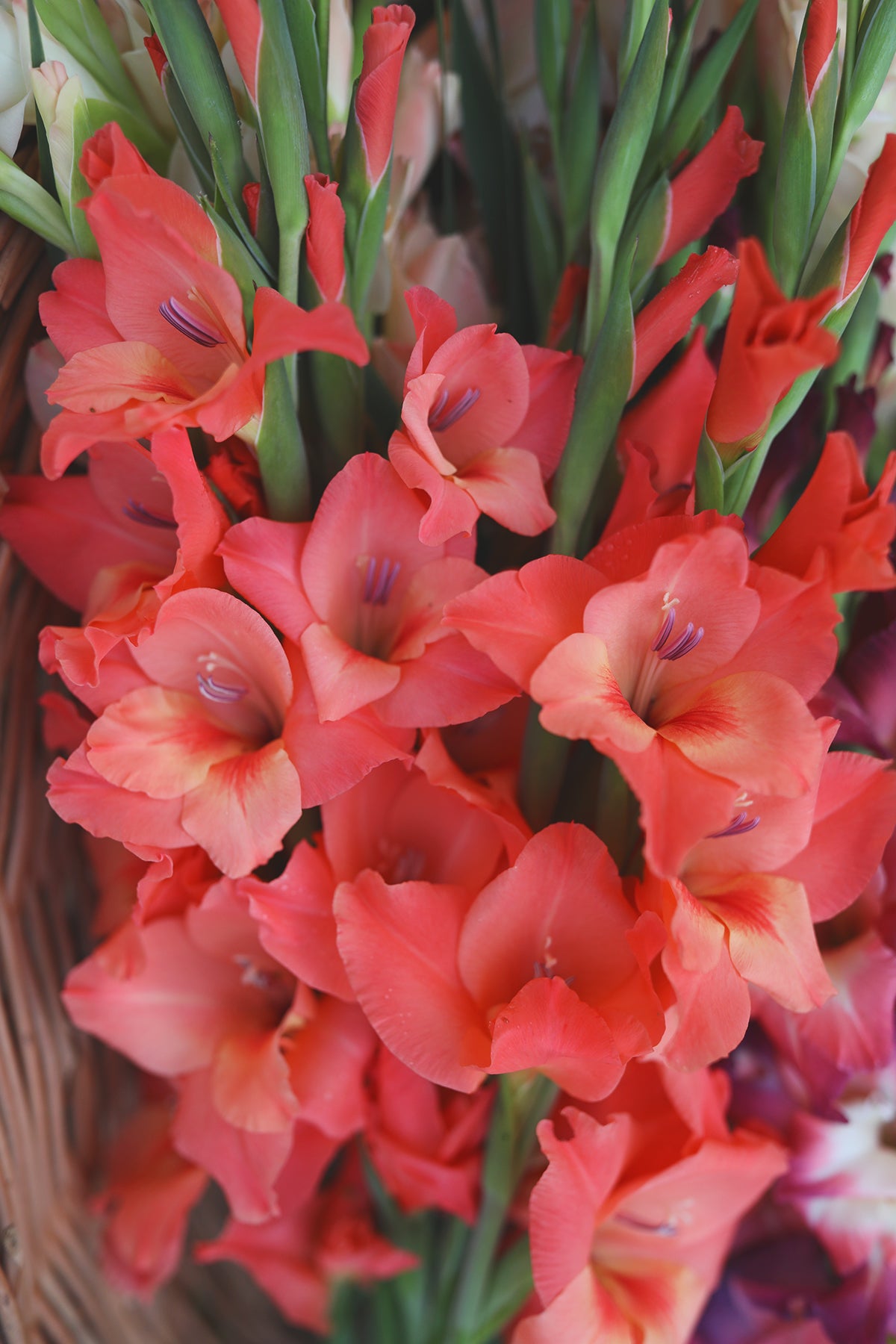 Gladiolus Peter Pears