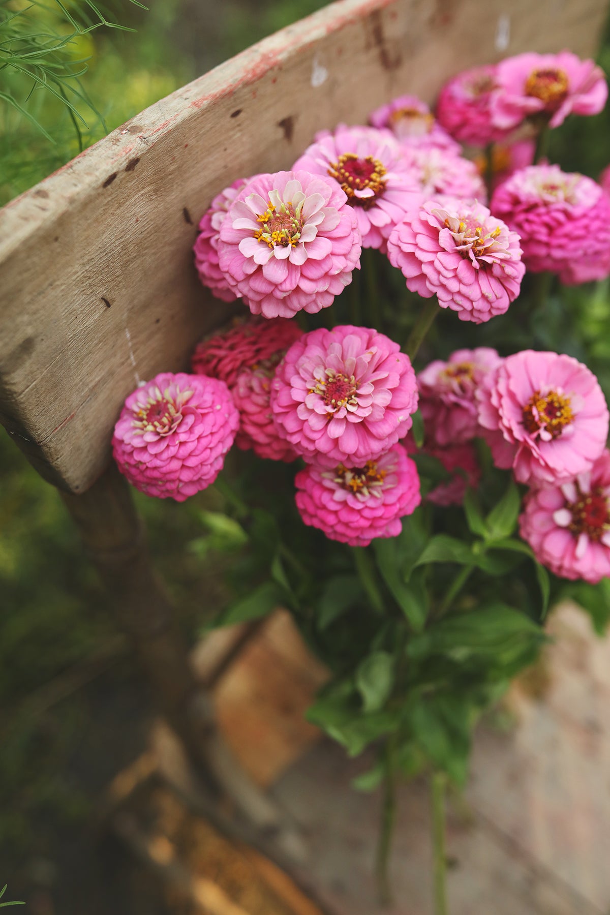 Zinnia Oklahoma Pink