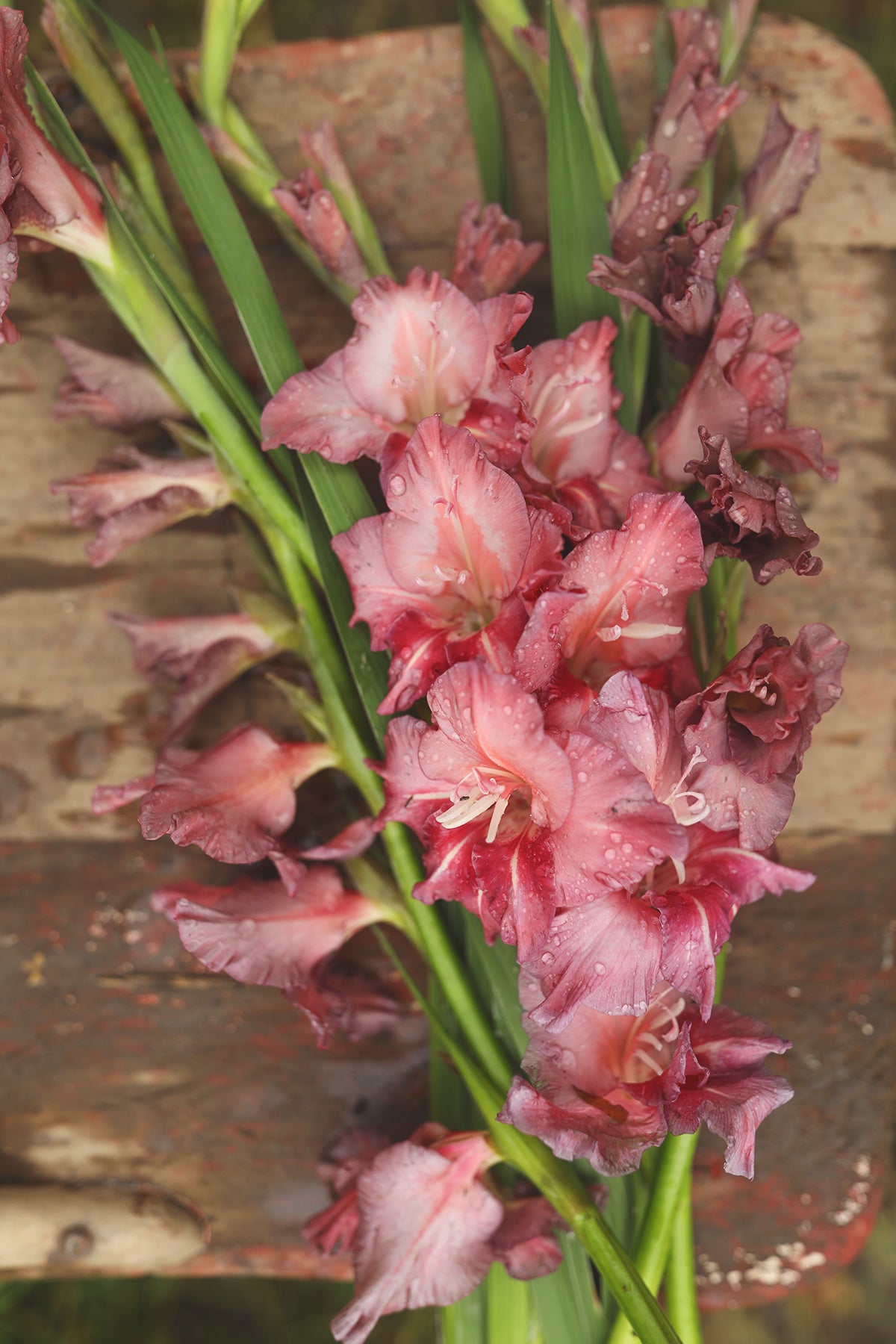 Gladiolus Earl Grey