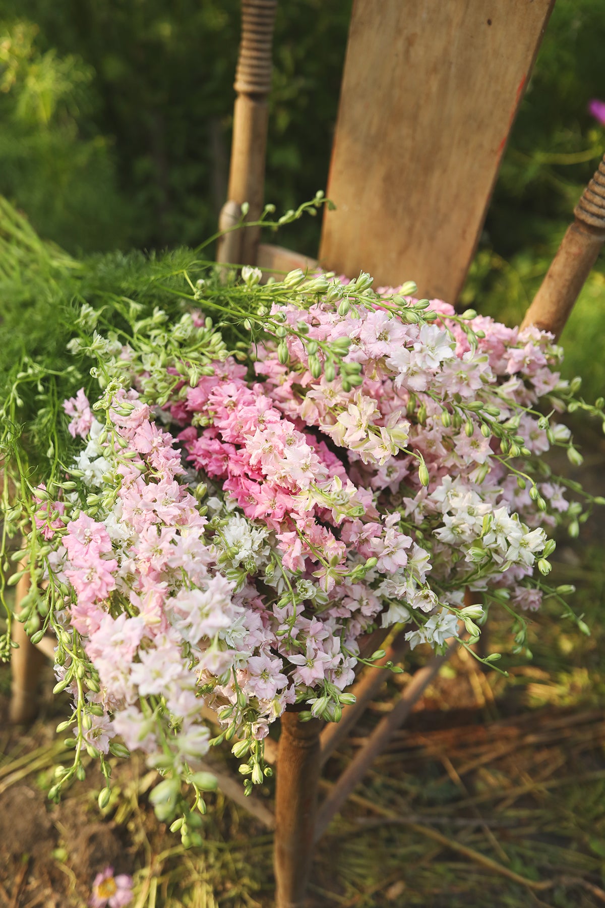 Larkspur Appleblossom Skies Mix