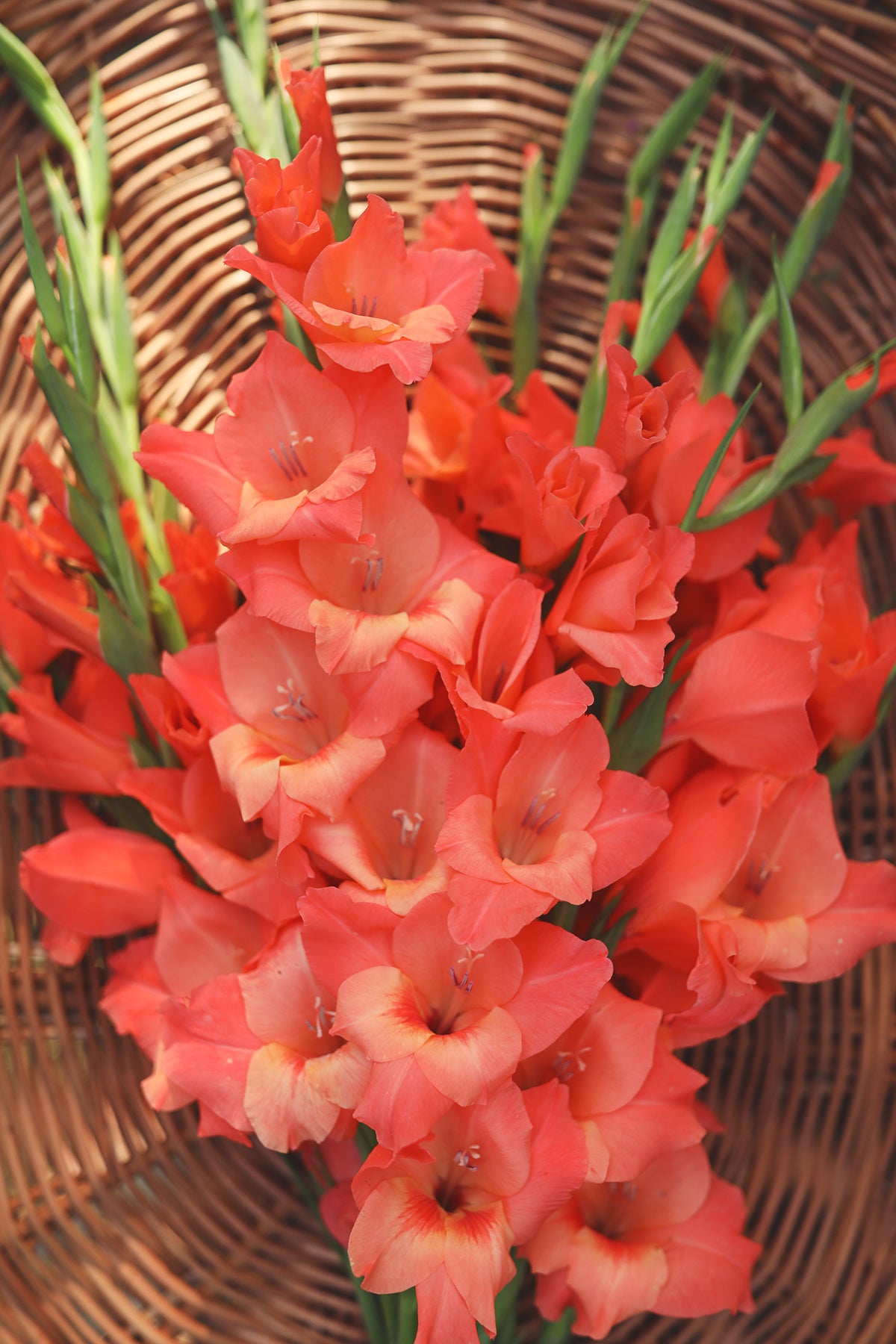 Gladiolus Peter Pears