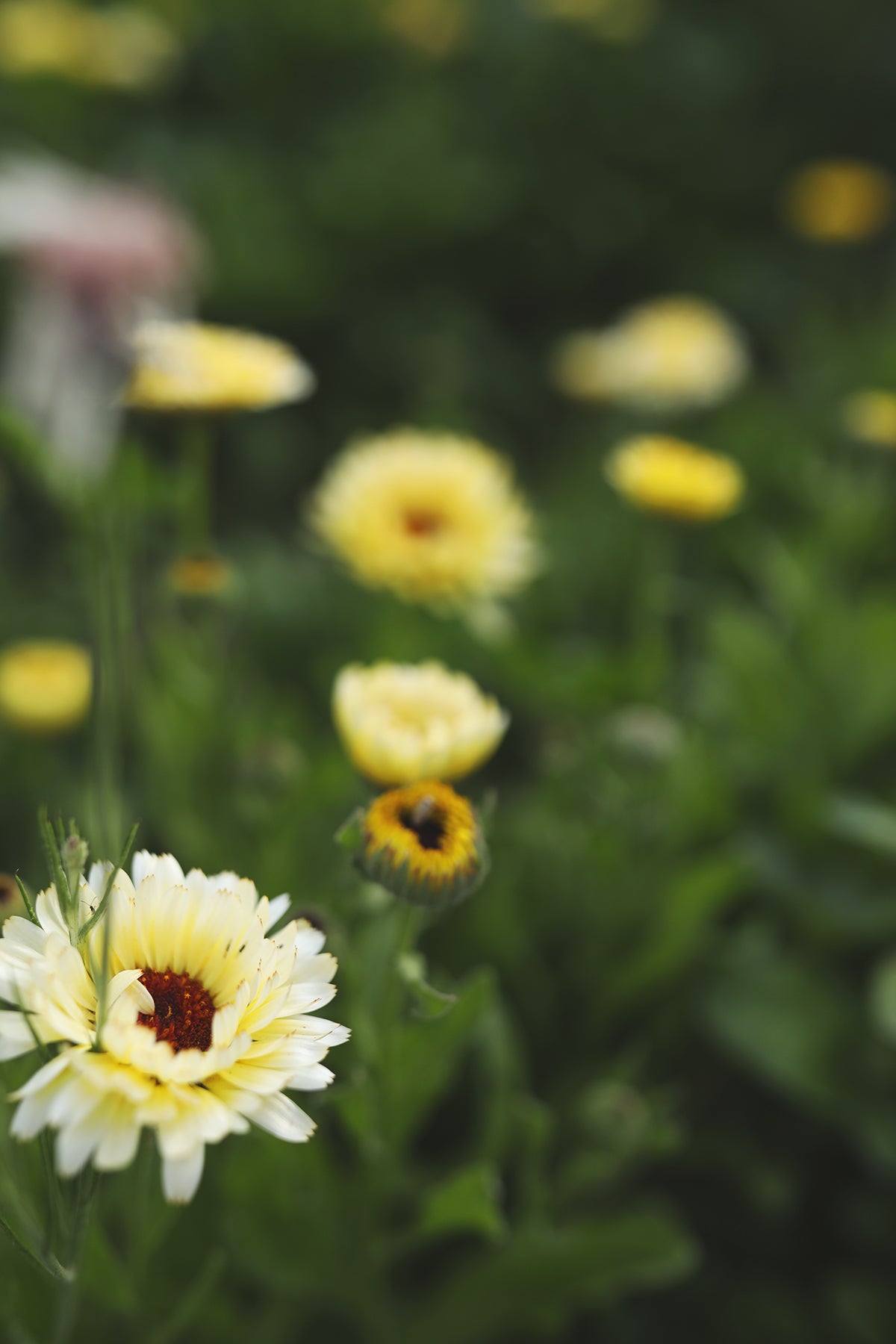 Calendula Ivory Princess