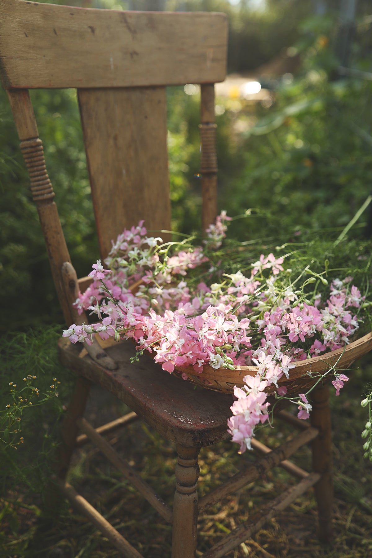 Larkspur Fancy Pink with White Bee
