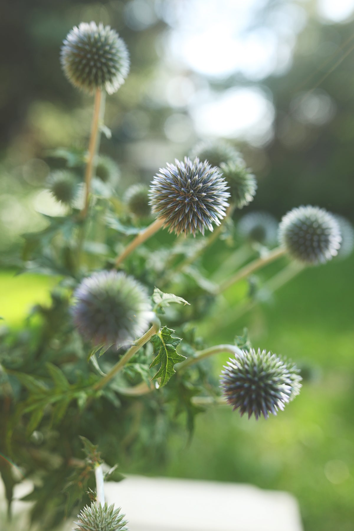 Echinops (Globe Thistle)