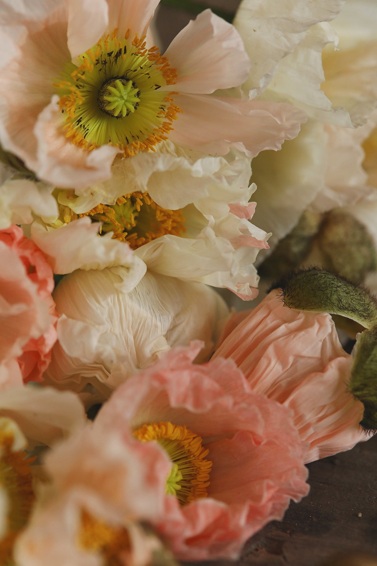 Iceland Poppies Pastel Meadows