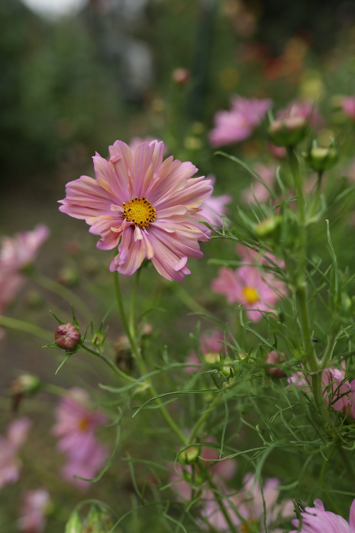 Cosmos Apricotta