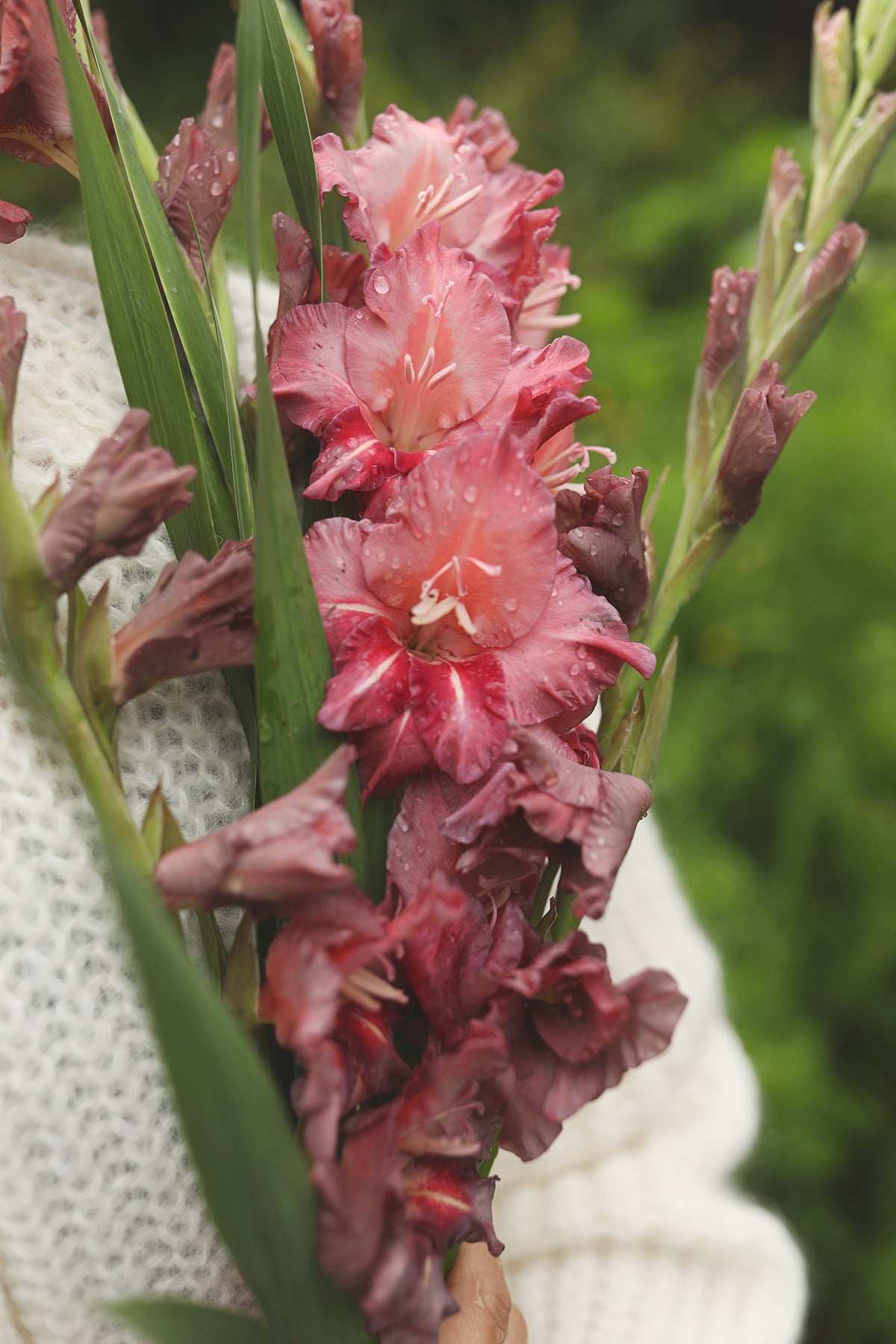 Gladiolus Earl Grey