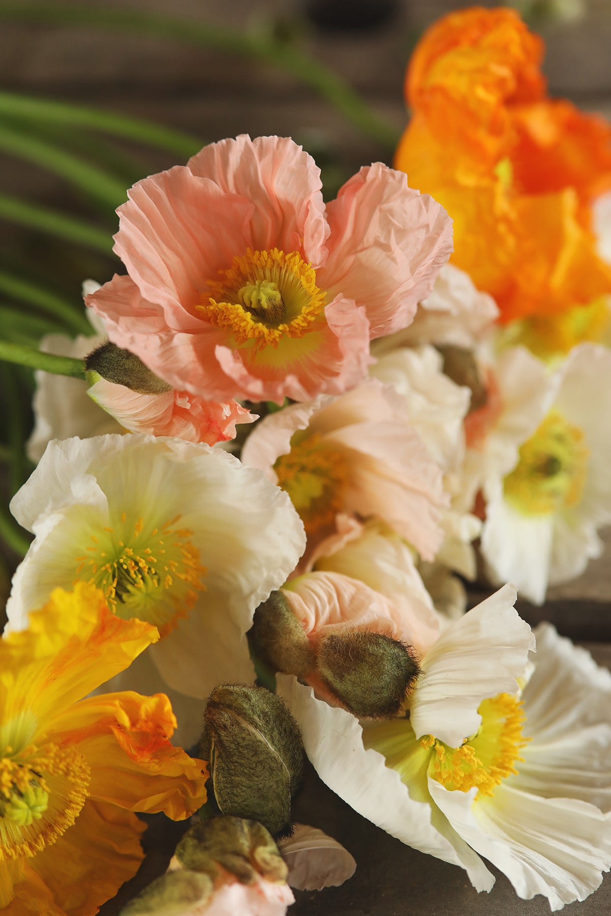 Iceland Poppies Pastel Meadows