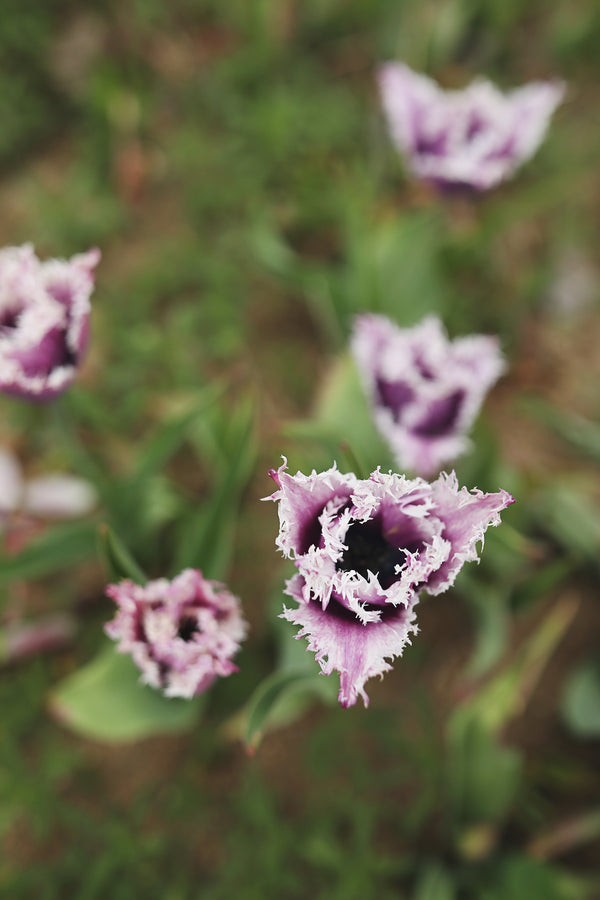 Tulip Crunchy Cummins - Whistling Prairie Flowers