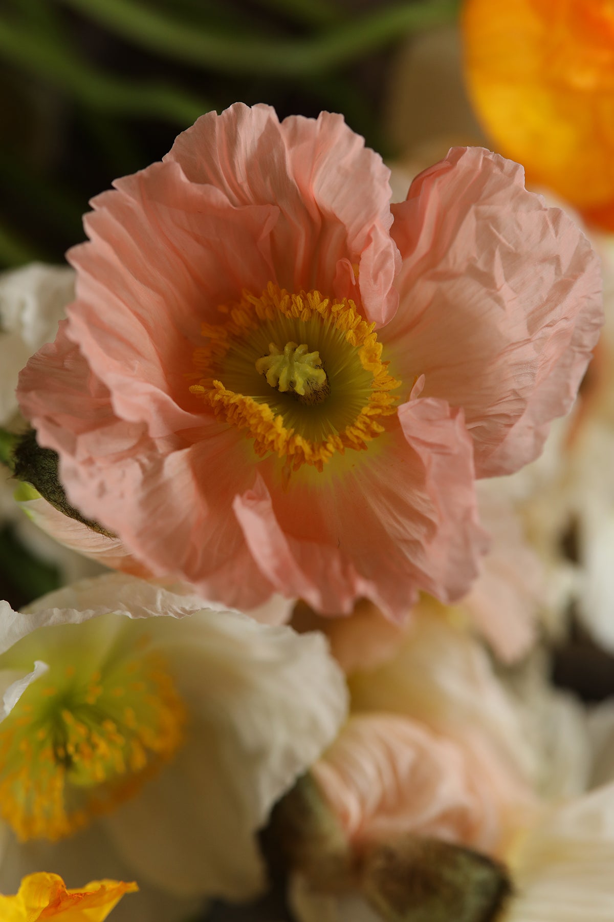 Iceland Poppies Pastel Meadows
