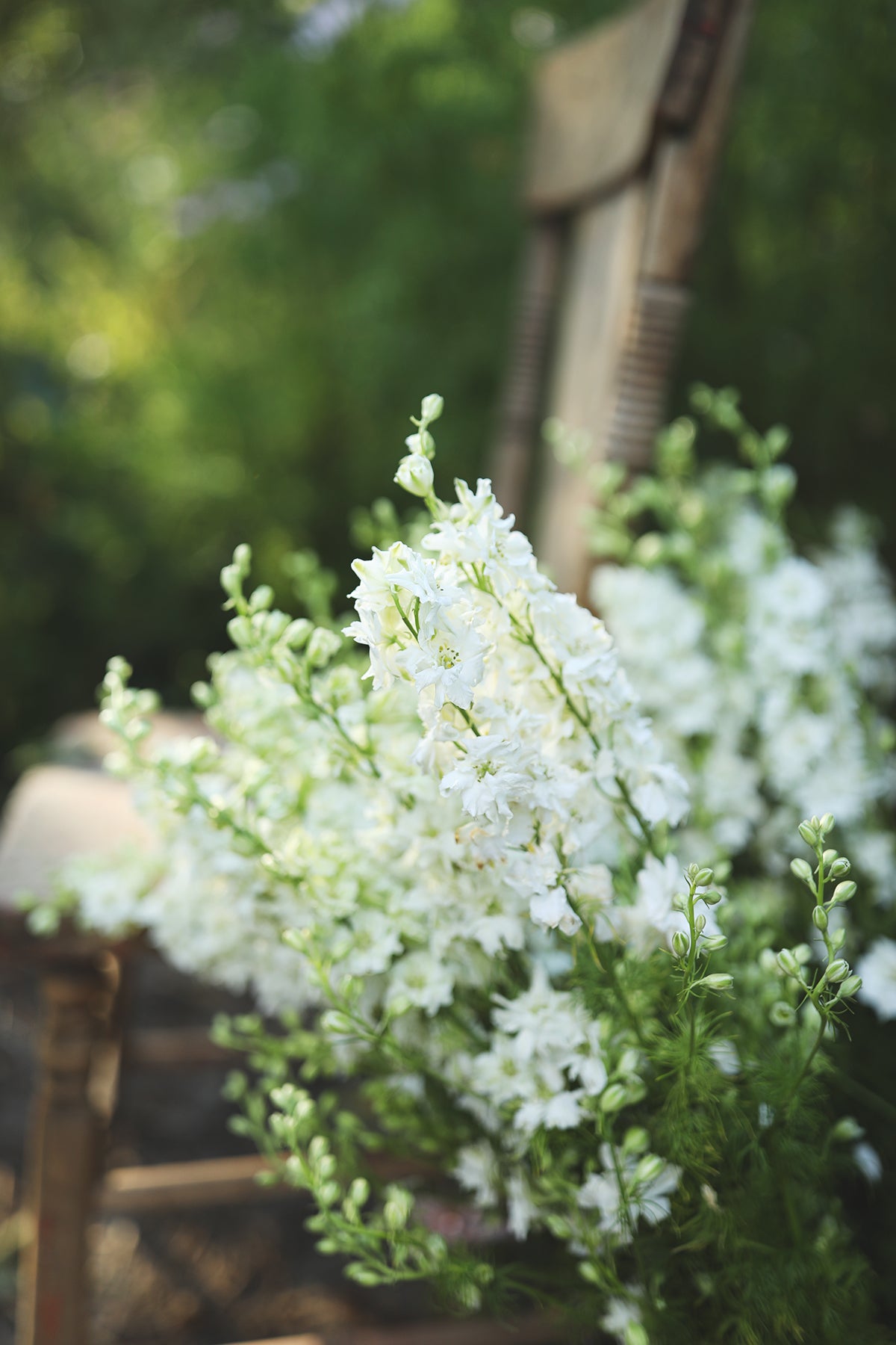 Larkspur White