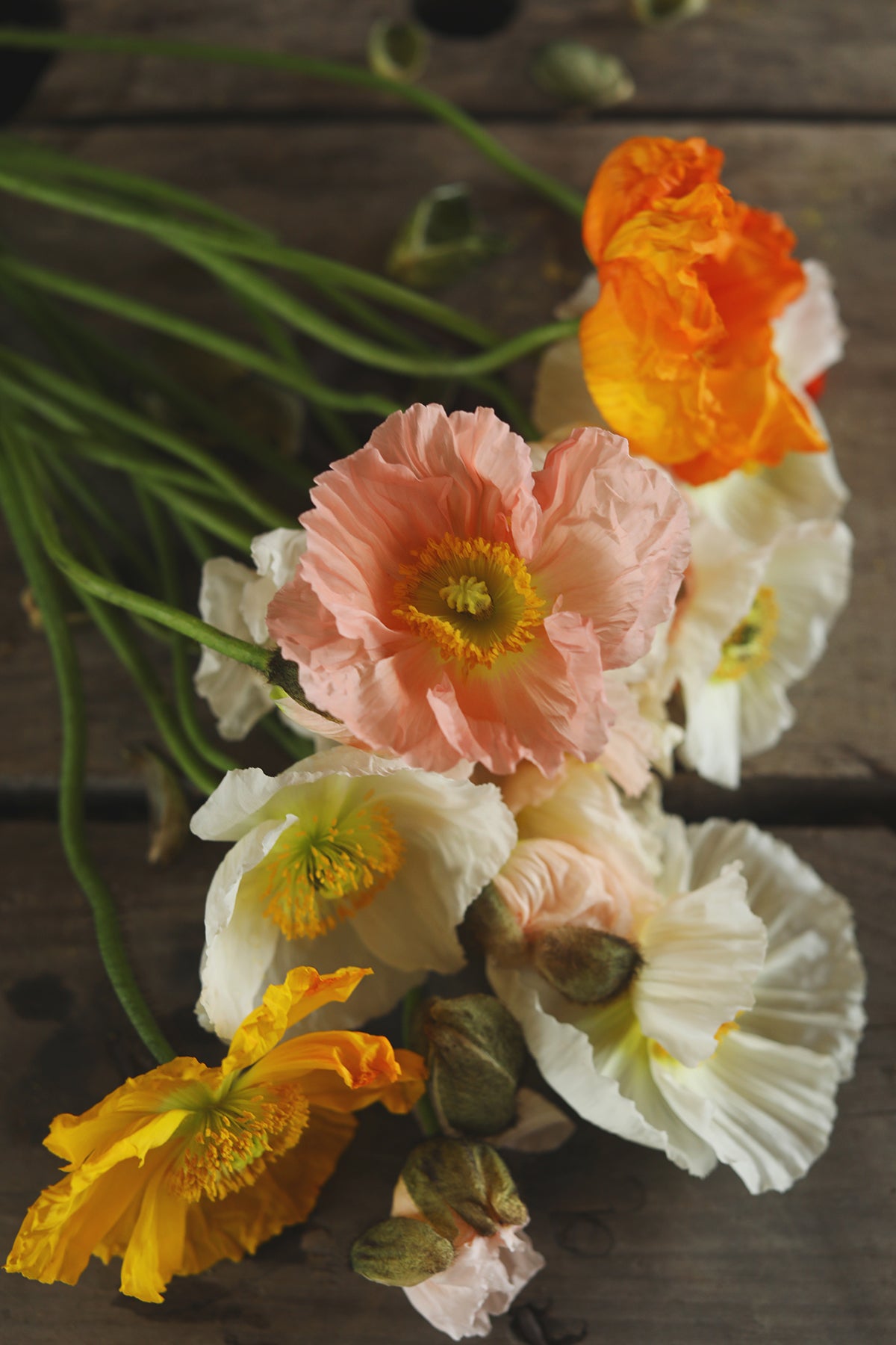 Iceland Poppies Pastel Meadows